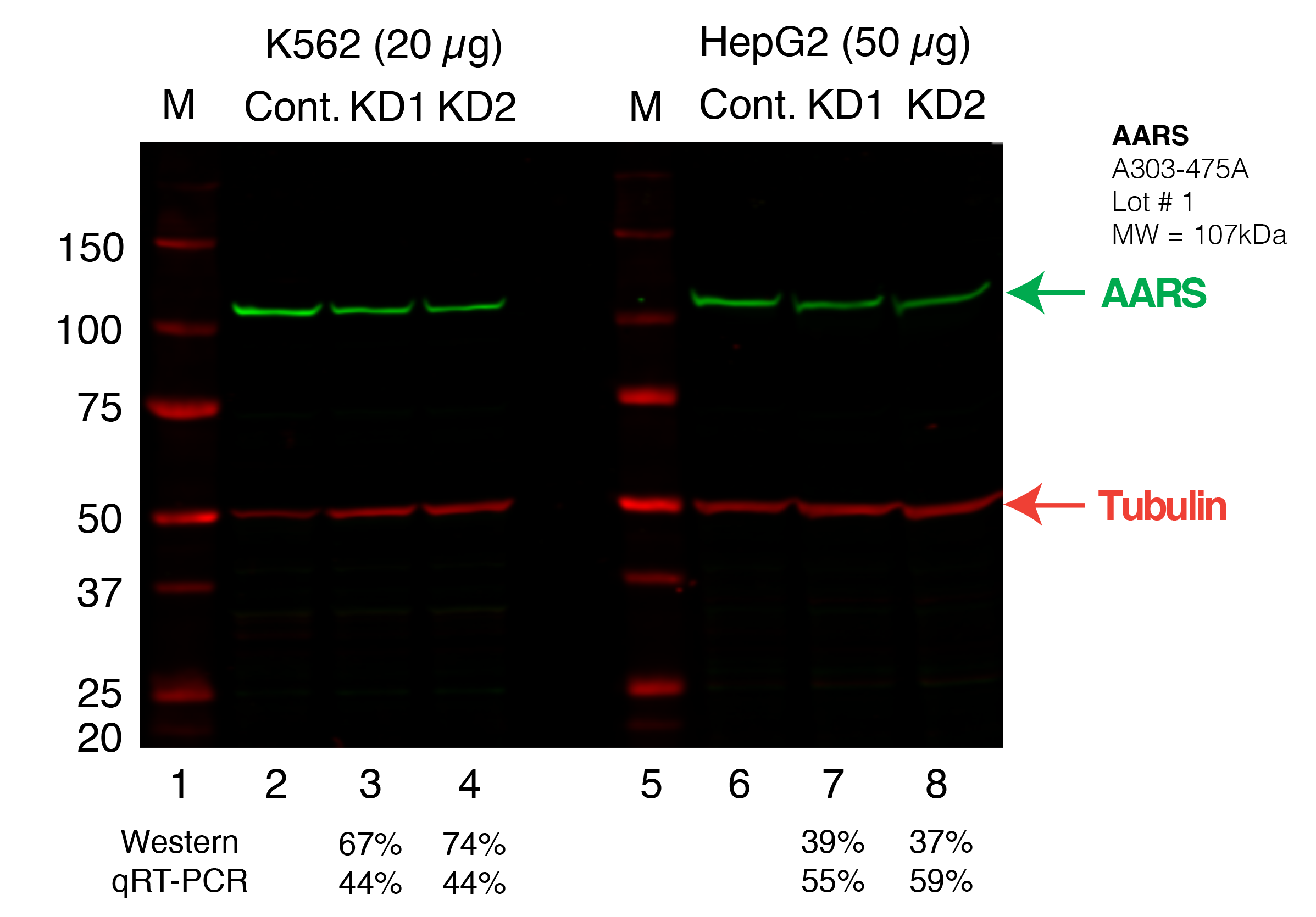 AARS_Secondary_Western.png<br>Caption: Western blot following shRNA against AARS in K562 or HepG2 whole cell lysate using AARS specific antibody. Lane 1 is a ladder, lane 2 is K562 non-targeting control knockdown, lane 3 and 4 are two different shRNA against AARS. Lanes 5-7 follow the same pattern, but in HepG2. AARS protein appears as the green band, Tubulin serves as a control and appears in red.