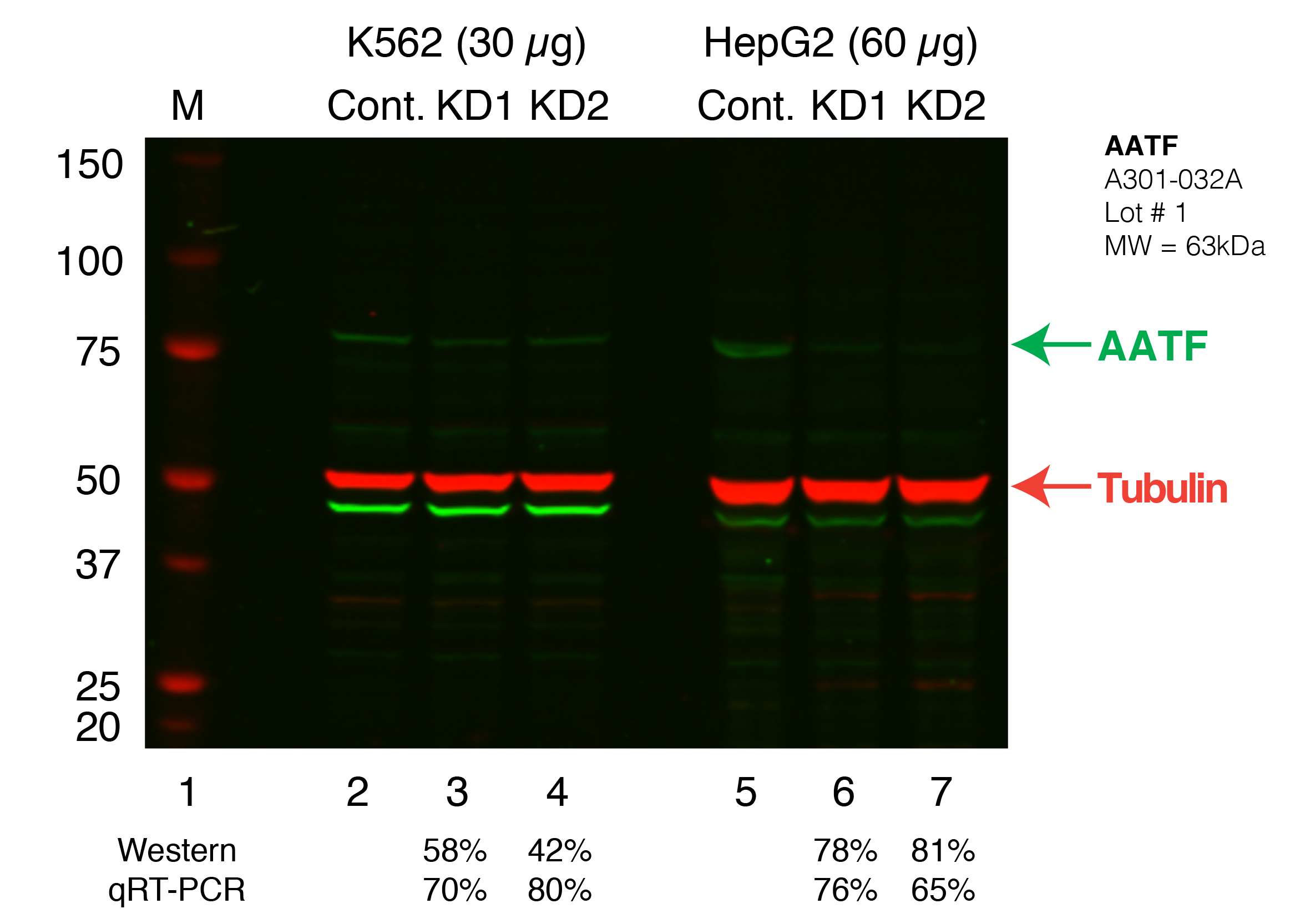 AATF_Secondary_Western.png<br>Caption: Western blot following shRNA against AATF in K562 and HepG2 whole cell lysate using AATF specific antibody. Lane 1 is a ladder, lane 2 is K562 non-targeting control knockdown, lane 2 and 3 are two different shRNAs against AATF. Lanes 5-7 follow the same pattern, but in HepG2. AATF protein appears as the green band, GAPDH serves as a control and appears in red.