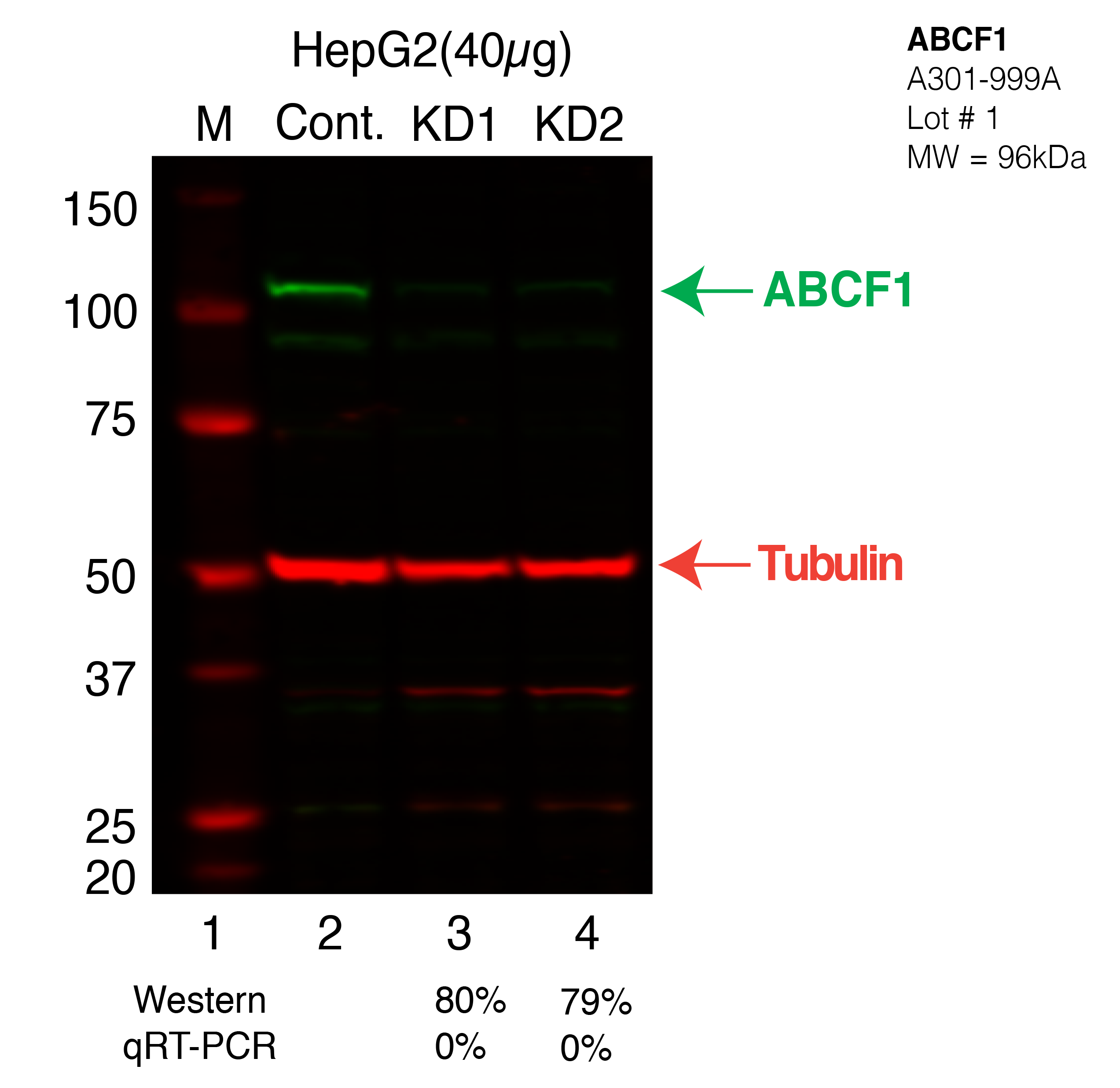 ABCF1-HEPG2.png<br>Caption: Western blot following shRNA against ABCF1 in HepG2 whole cell lysate using ABCF1 specific antibody. Lane 1 is a ladder, lane 2 is HepG2 non-targeting control knockdown, lane 3 and 4 are two different shRNAs against ABCF1.ABCF1 protein appears as the green band, Tubulin serves as a control and appears in red.