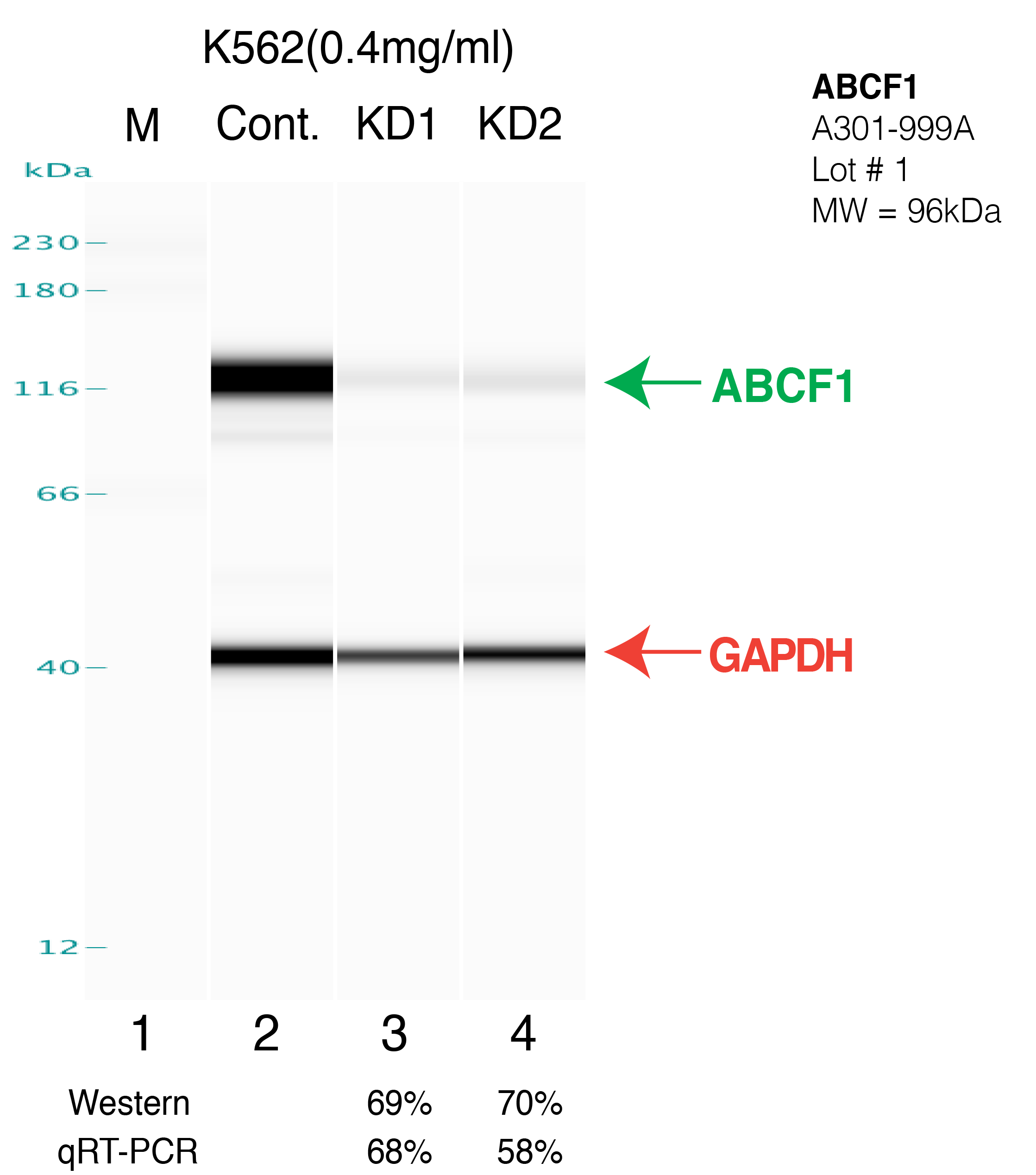 ABCF1-K562.png<br>Caption: Western blot following shRNA against ABCF1 in K562 whole cell lysate using ABCF1 specific antibody. Lane 1 is a ladder, lane 2 is K562 non-targeting control knockdown, lane 3 and 4 are two different shRNAs against ABCF1. ABCF1 protein appears as the green arrow, GAPDH serves as a control and appears in red arrow.