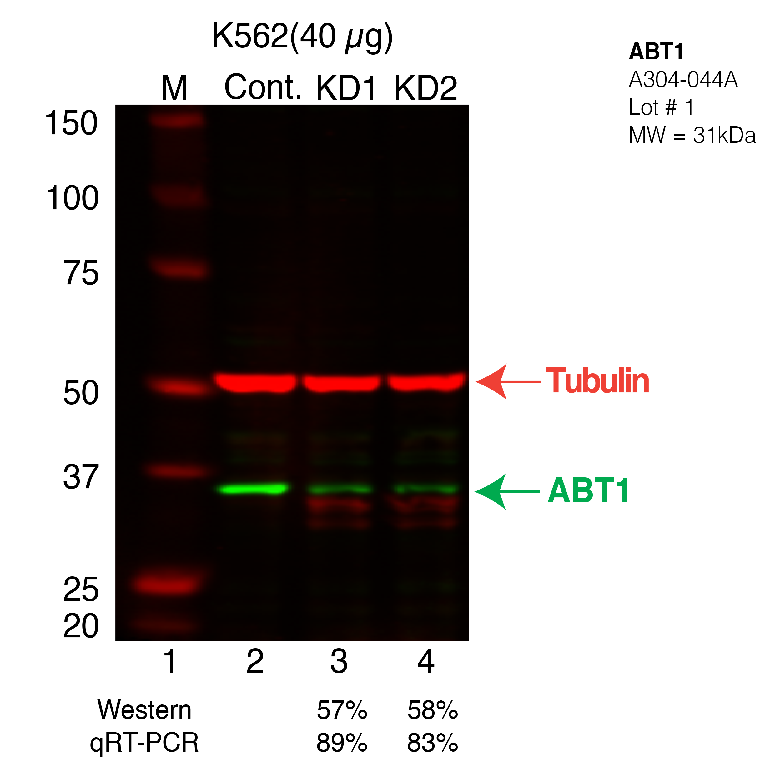 ABT1-K562.png<br>Caption: Western blot following shRNA against ABT1 in k562 whole cell lysate using ABT1 specific antibody. Lane 1 is a ladder, lane 2 is k562 non-targeting control knockdown, lane 3 and 4 are two different shRNAs against ABT1.ABT1 protein appears as the green band, Tubulin serves as a control and appears in red.