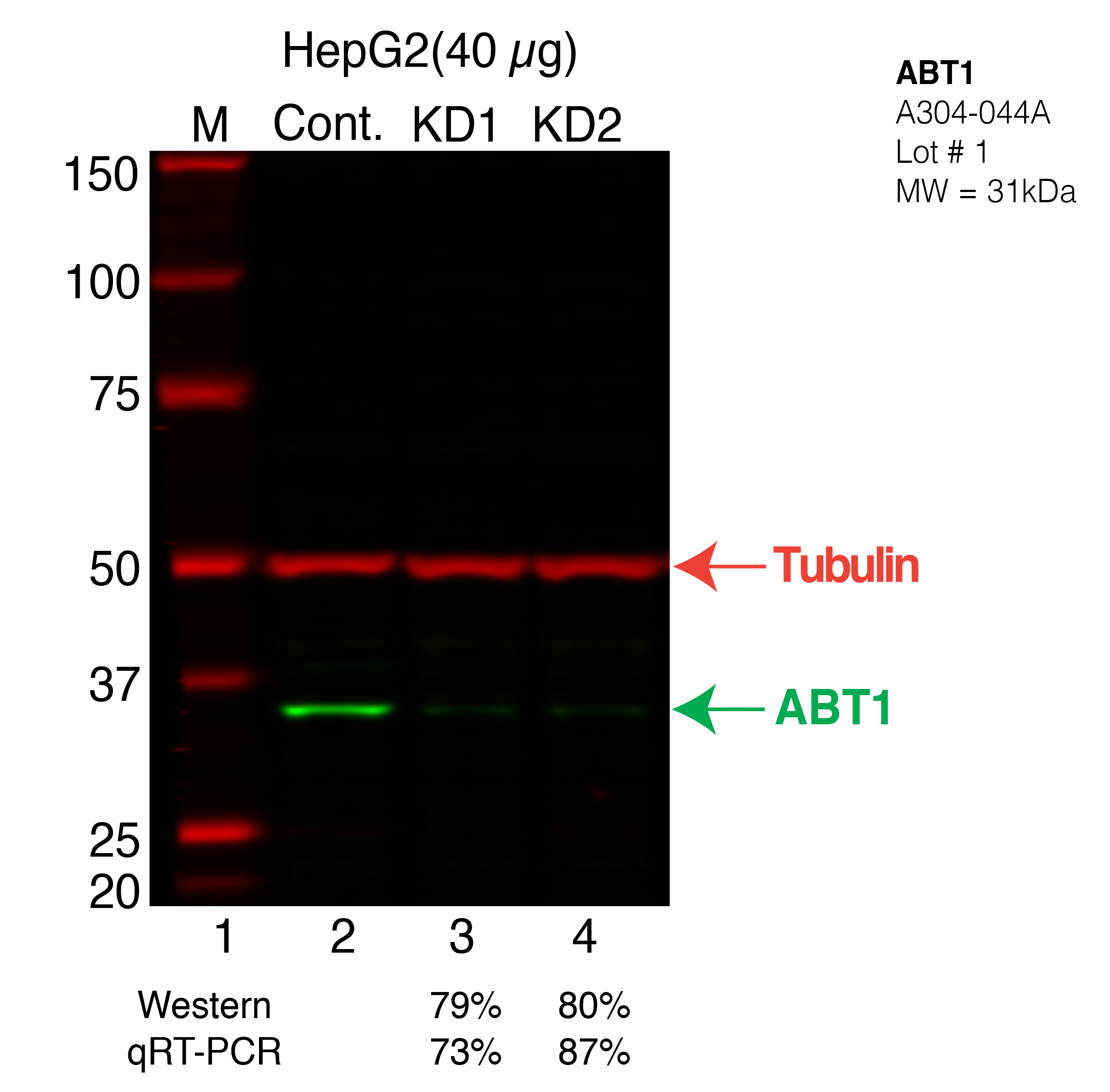 ABT1-hepg2.png<br>Caption: Western blot following shRNA against ABT1 in HepG2 whole cell lysate using ABT1 specific antibody. Lane 1 is a ladder, lane 2 is HepG2 non-targeting control knockdown, lane 3 and 4 are two different shRNAs against ABT1.ABT1 protein appears as the green band, Tubulin serves as a control and appears in red.