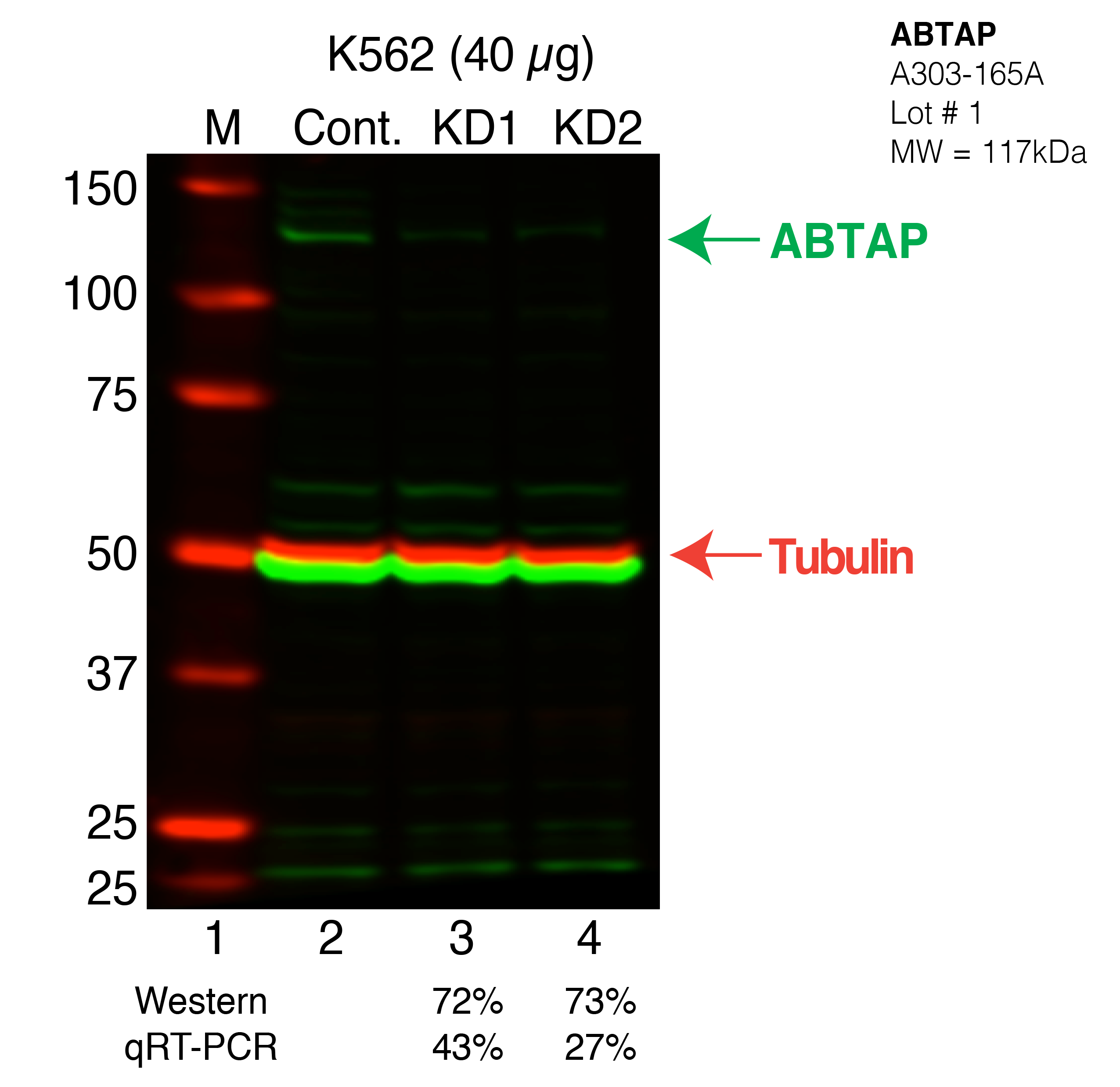 ABTAP-K562_Secondary_Western.png<br>Caption: Western blot following shRNA against ESF1/ABTAP in K562 whole cell lysate using ABTAP specific antibody. Lane 1 is a ladder, lane 2 is K562 non-targeting control knockdown ABTAP. ABTAP protein appears as the green band, Tubulin serves as a control and appears in red.