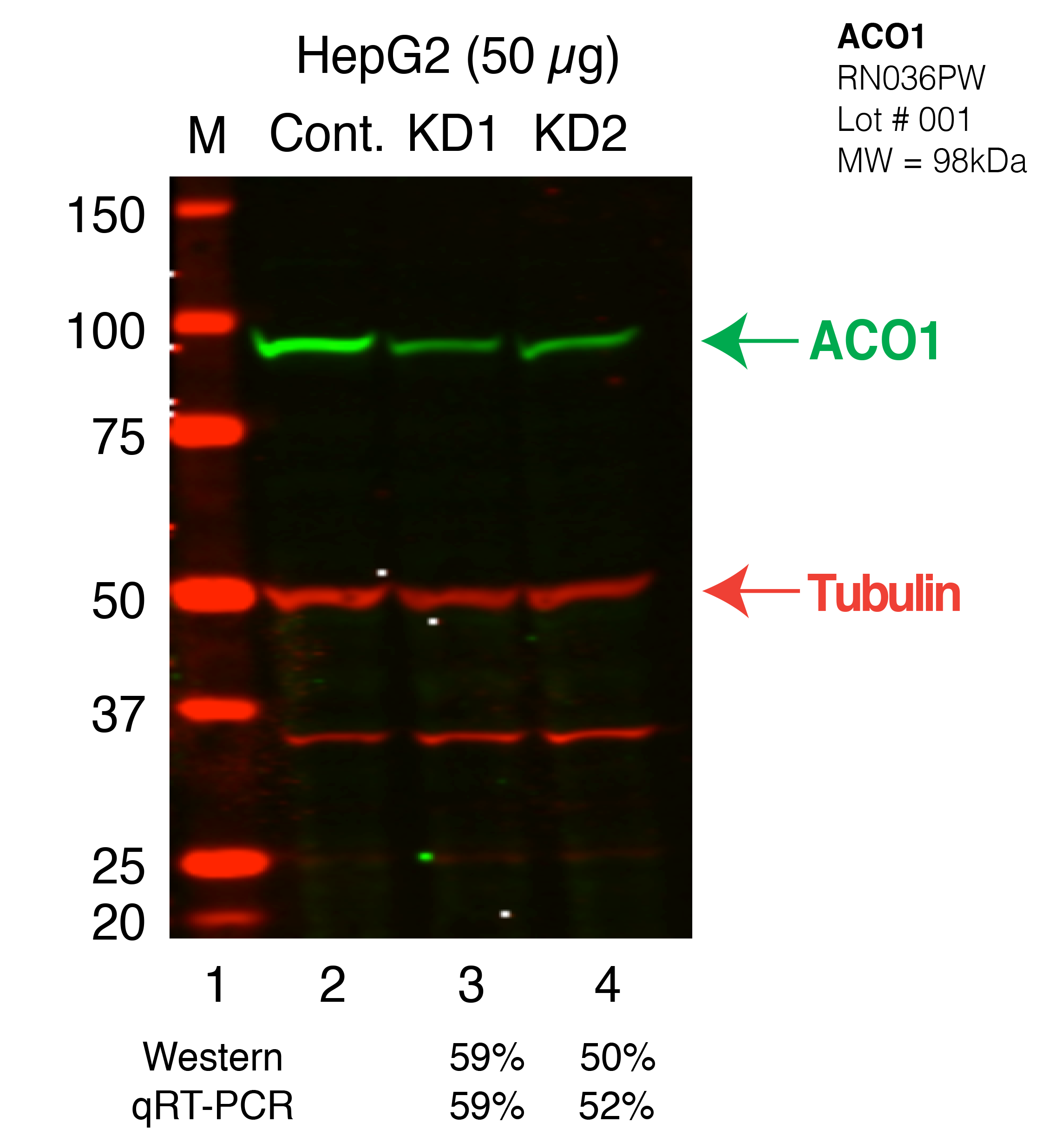 ACO1-HEPG2_Secondary_Western.png<br>Caption: Western blot following shRNA against ACO1 in HepG2 whole cell lysate using ACO1 specific antibody. Lane 1 is a ladder, lane 2 is HepG2 non-targeting control knockdown, lane 3 and 4 are two different shRNAs against ACO1.ACO1 protein appears as the green band, Tubulin serves as a control and appears in red.