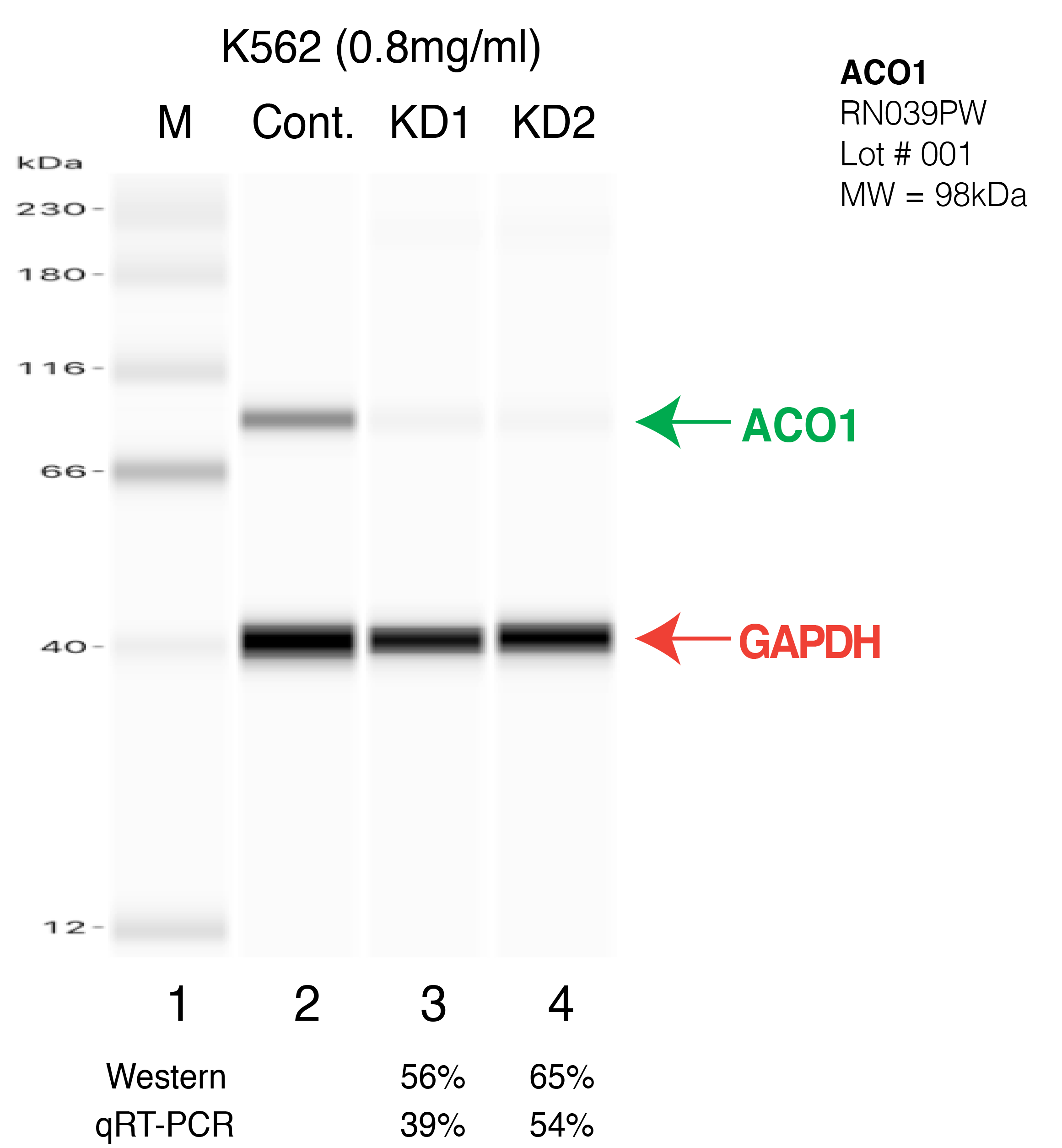 ACO1-K562-CRISPR.png<br>Caption: Western blot following CRISPR against ACO1 in K562 whole cell lysate using ACO1 specific antibody. Lane 1 is a ladder, lane 2 is K562 non-targeting control knockdown, lane 3 and 4 are two different CRISPR against ACO1. ACO1 protein appears as the green arrow, GAPDH serves as a control and appears in red arrow.