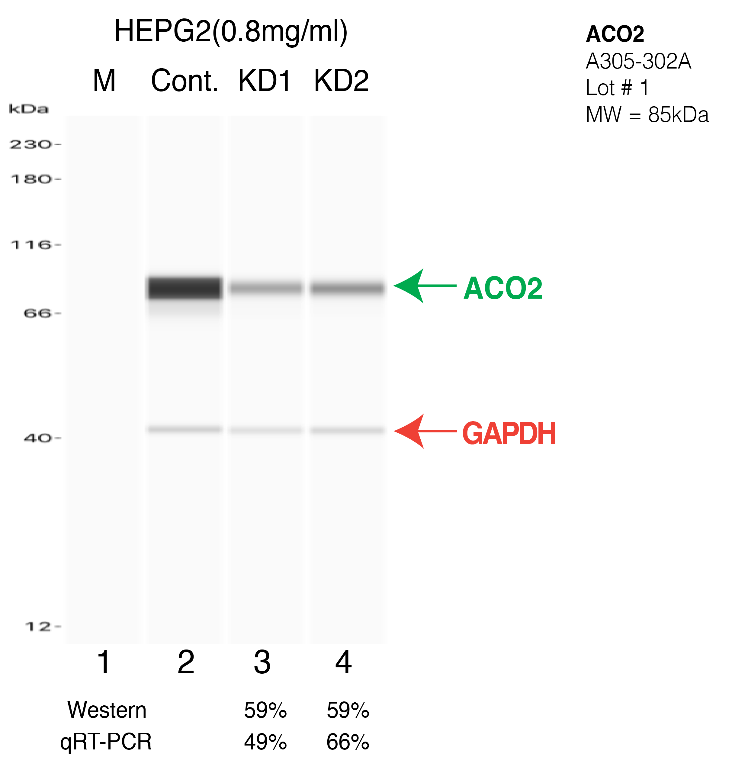 ACO2-HEPG2-CRISPR-A305-302A.png<br>Caption: Western blot following CRISPR against ACO2 in HepG2 whole cell lysate using ACO2 specific antibody. Lane 1 is a ladder, lane 2 is HepG2 non-targeting control knockdown, lane 3 and 4 are two different CRISPR against ACO2. ACO2 protein appears as the green arrow, GAPDH serves as a control and appears in red arrow.