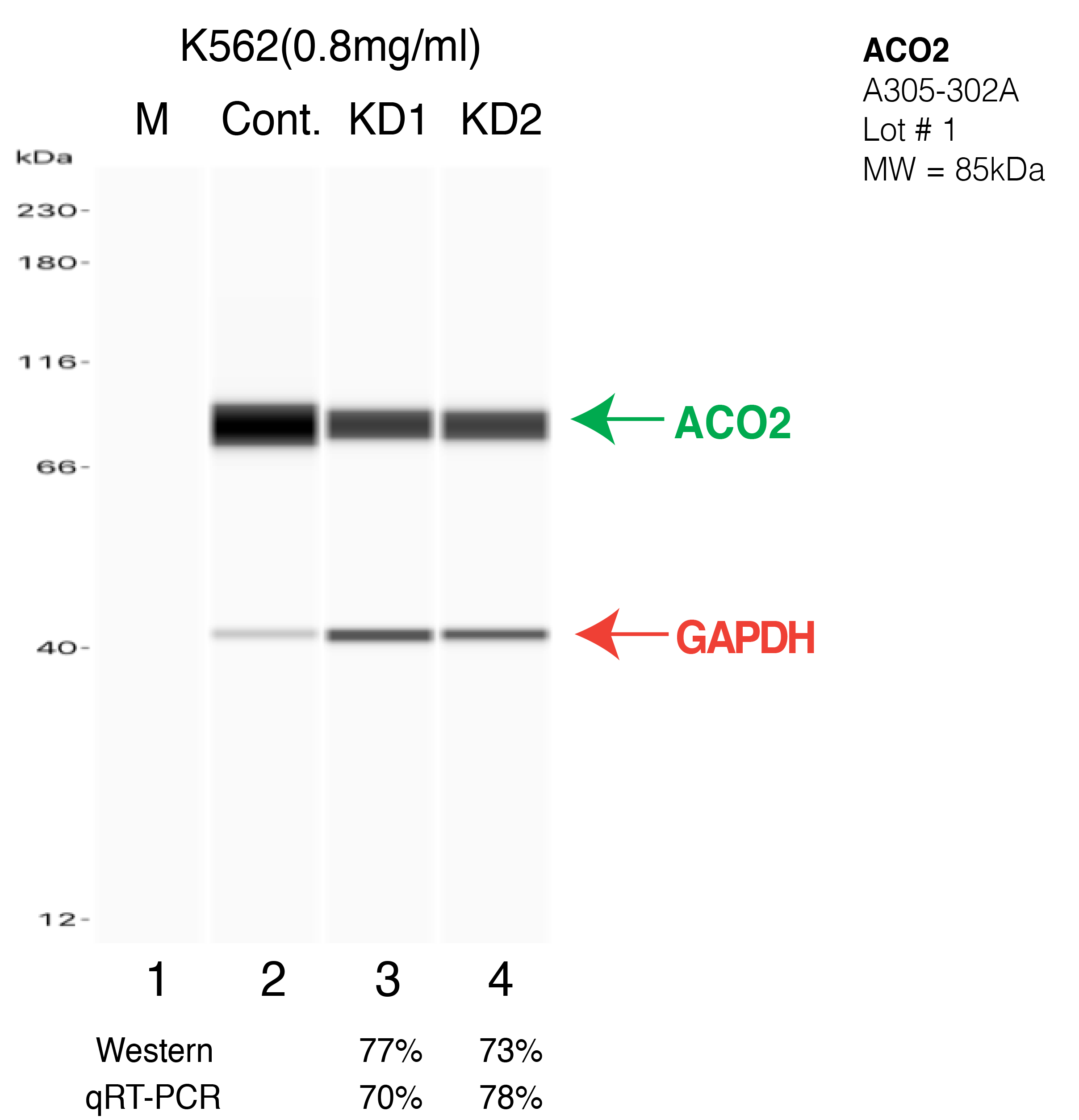 ACO2-K562-CRISPR-A305-302A.png<br>Caption: Western blot following CRISPR against ACO2 in K562 whole cell lysate using ACO2 specific antibody. Lane 1 is a ladder, lane 2 is K562 non-targeting control knockdown, lane 3 and 4 are two different CRISPR against ACO2. ACO2 protein appears as the green arrow, GAPDH serves as a control and appears in red arrow.