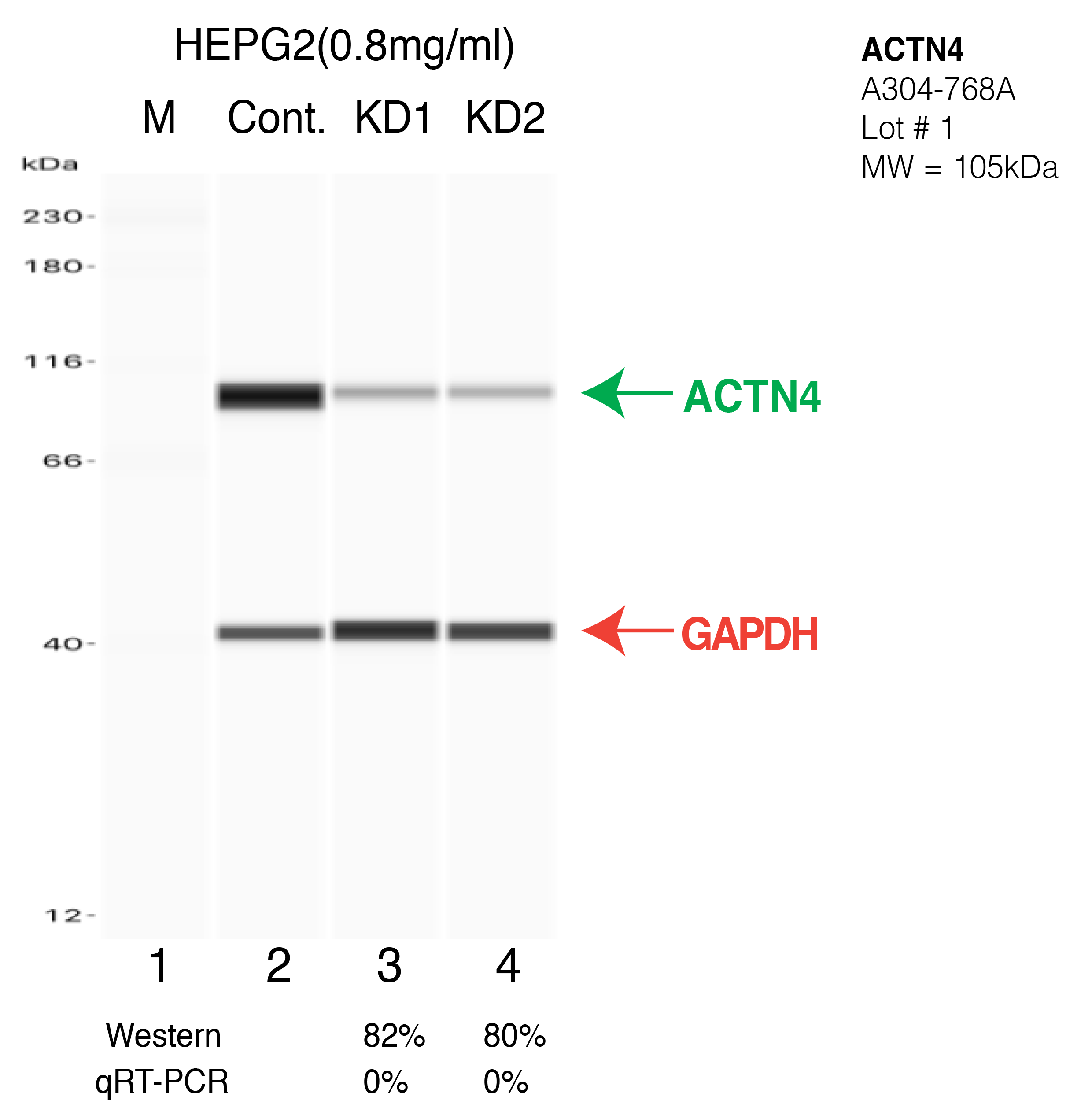 ACTN4-HEPG2-CRISPR-A304-768A.png<br>Caption: Western blot following CRISPR against ACTN4 in HepG2 whole cell lysate using ACTN4 specific antibody. Lane 1 is a ladder, lane 2 is HepG2 non-targeting control knockdown, lane 3 and 4 are two different CRISPR against ACTN4. ACTN4 protein appears as the green arrow, GAPDH serves as a control and appears in red arrow.