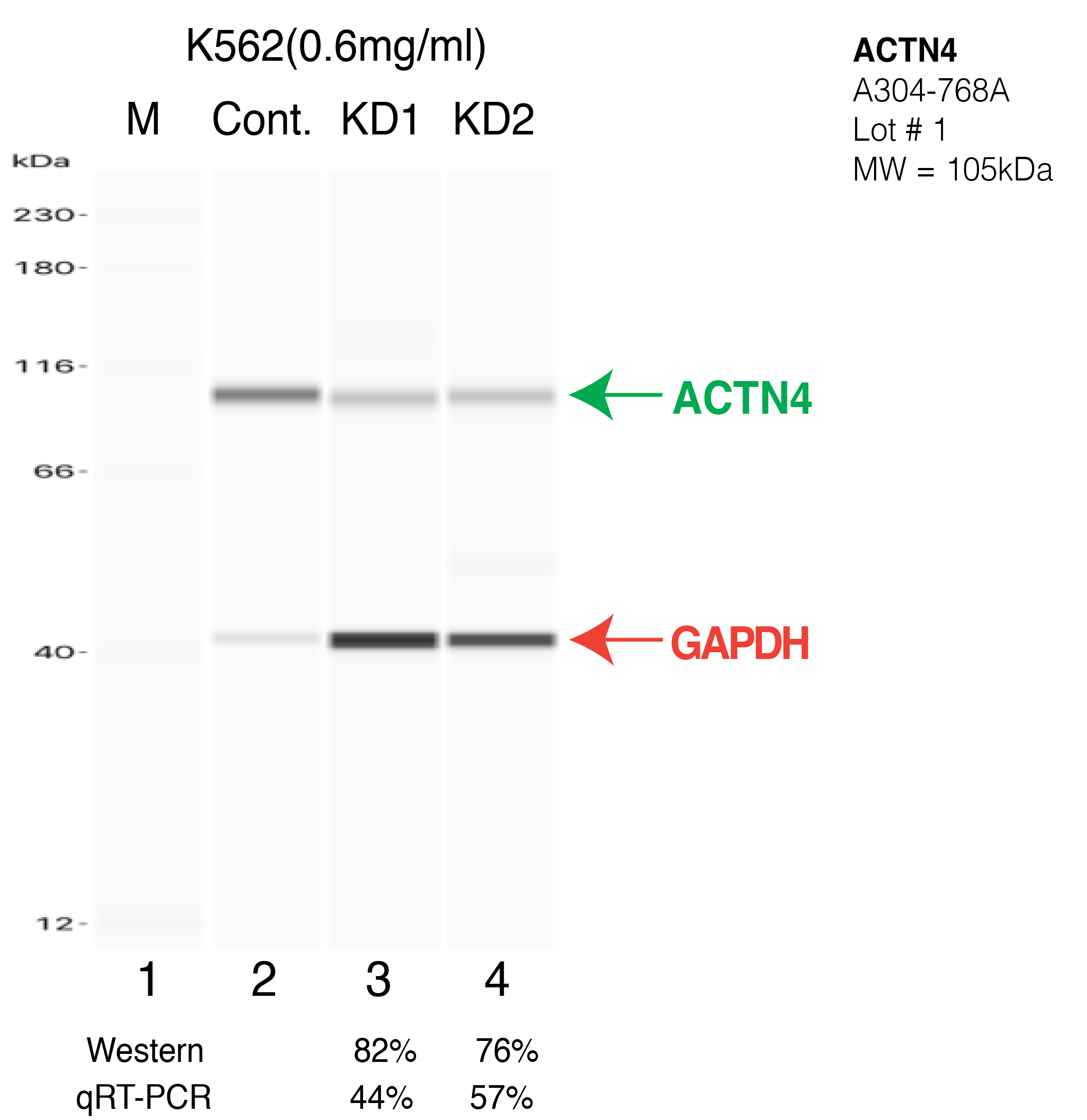 ACTN4-K562-CRISPR-A304-768A.png<br>Caption: Western blot following CRISPR against ACTN4 in K562 whole cell lysate using ACTN4 specific antibody. Lane 1 is a ladder, lane 2 is K562 non-targeting control knockdown, lane 3 and 4 are two different CRISPR against ACTN4. ACTN4 protein appears as the green arrow, GAPDH serves as a control and appears in red arrow.