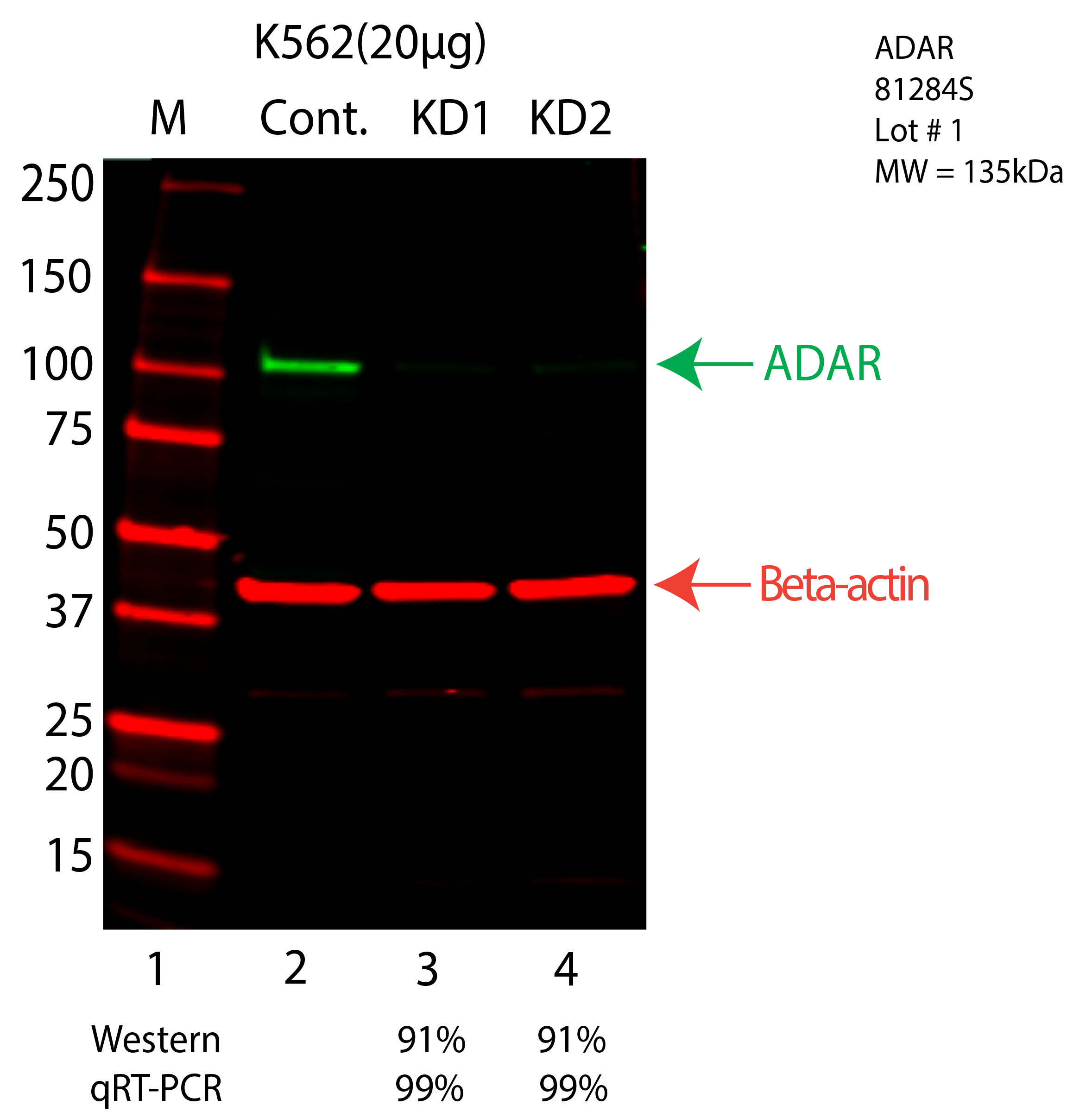 ADAR-K562-81284S.png<br>Caption: Western blot following shRNA against ADAR in K562 whole cell lysate using ADAR specific antibody. Lane 1 is a ladder, lane 2 is K562 non-targeting control knockdown, lane 3 and 4 are two different shRNA against ADAR. ADAR protein appears as the green arrow, Beta-actin serves as a control and appears in red arrow.