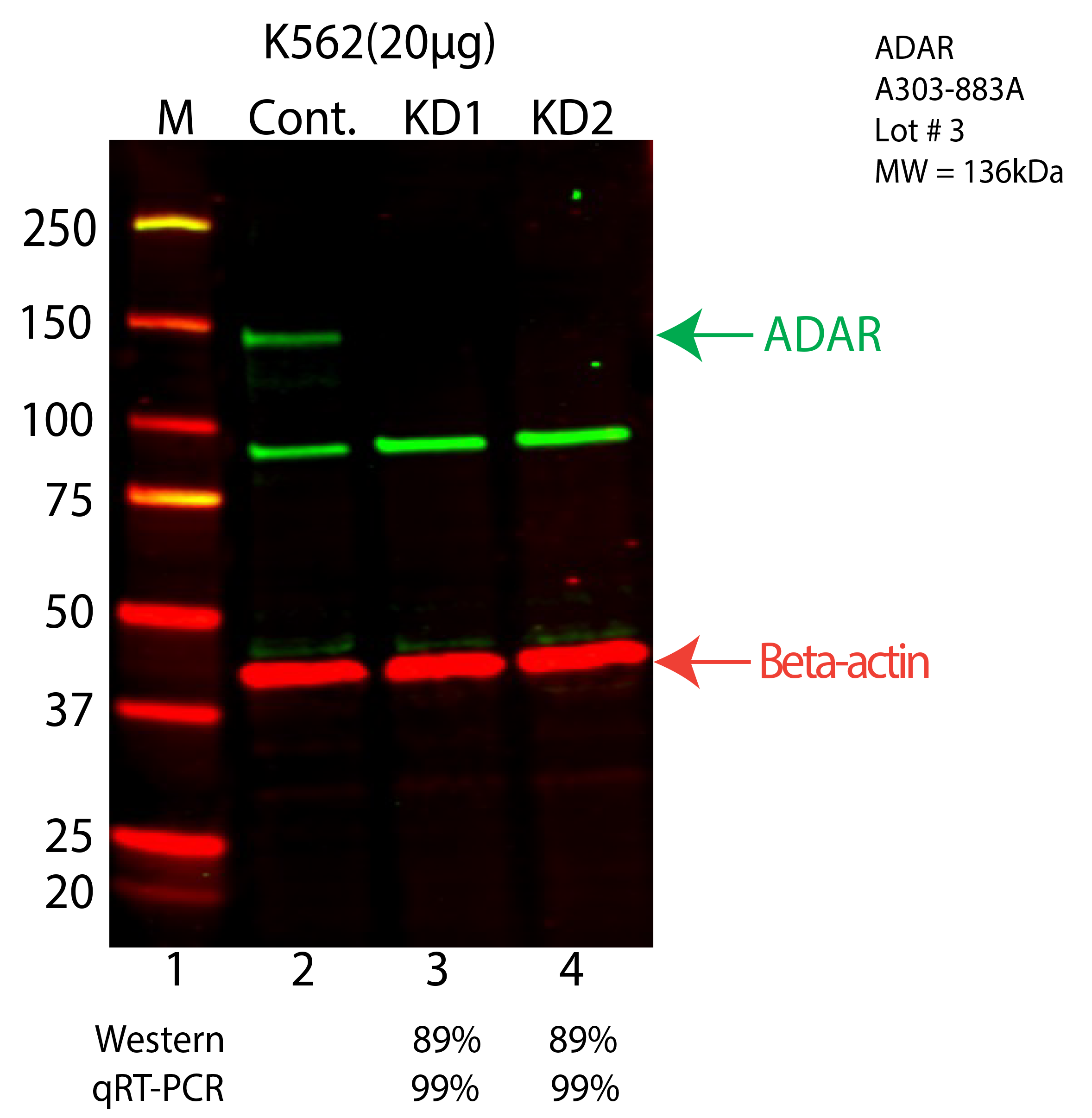 ADAR-K562-A303-883A.png<br>Caption: Western blot following shRNA against ADAR in K562 whole cell lysate using ADAR specific antibody. Lane 1 is a ladder, lane 2 is K562 non-targeting control knockdown, lane 3 and 4 are two different shRNA against ADAR. ADAR protein appears as the green arrow, Beta-actin serves as a control and appears in red arrow.