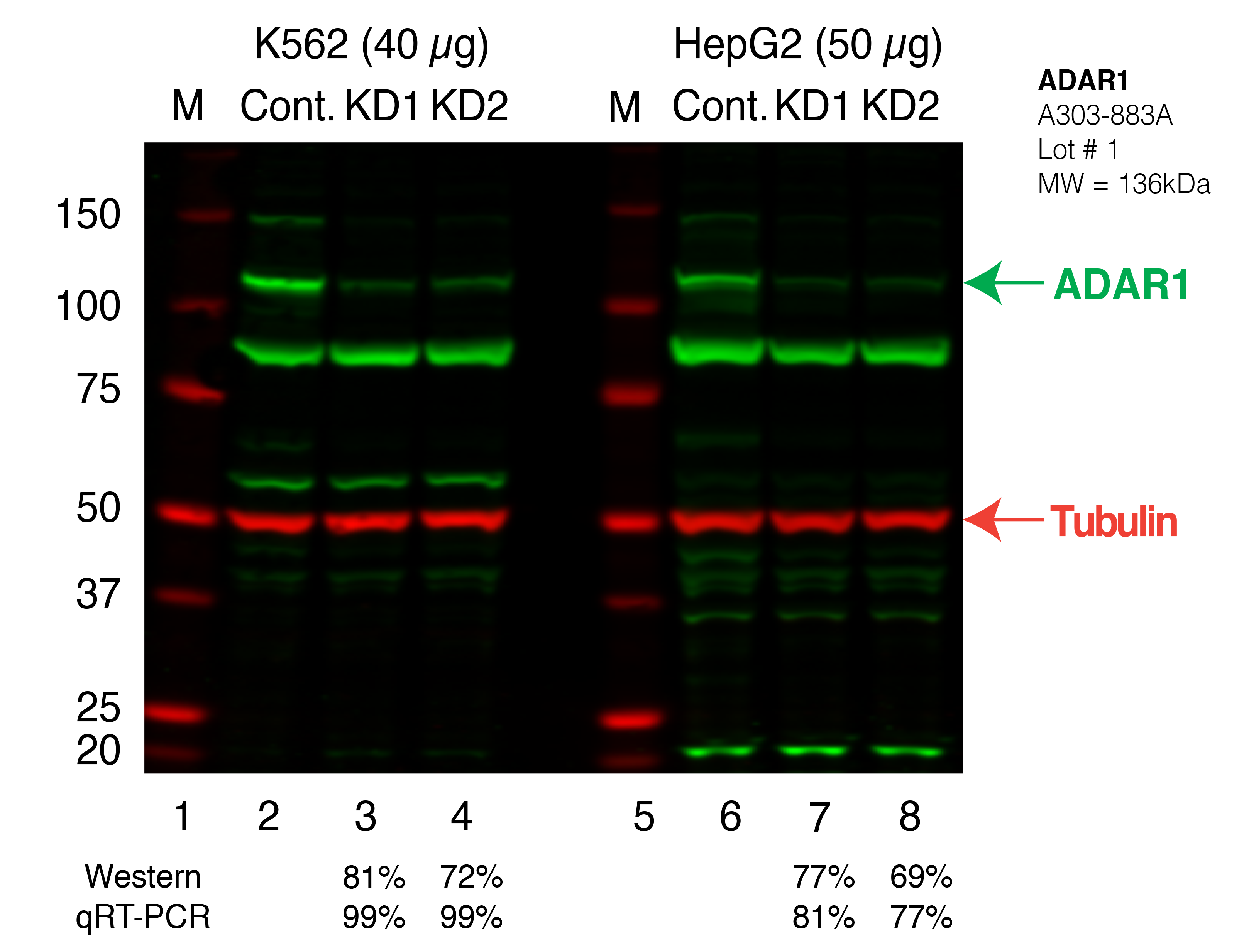 ADAR1_Secondary_Western.png<br>Caption: Western blot following shRNA against ADAR1 in K562 and HepG2 whole cell lysate using ADAR1 specific antibody. Lane 1 is a ladder, lane 2 is K562 non-targeting control knockdown, lane 3 and 4 are two different shRNAs against ADAR1. Lanes 5-8 follow the same pattern, but in HepG2. ADAR1 protein appears as the green band, Tubulin serves as a control and appears in red.