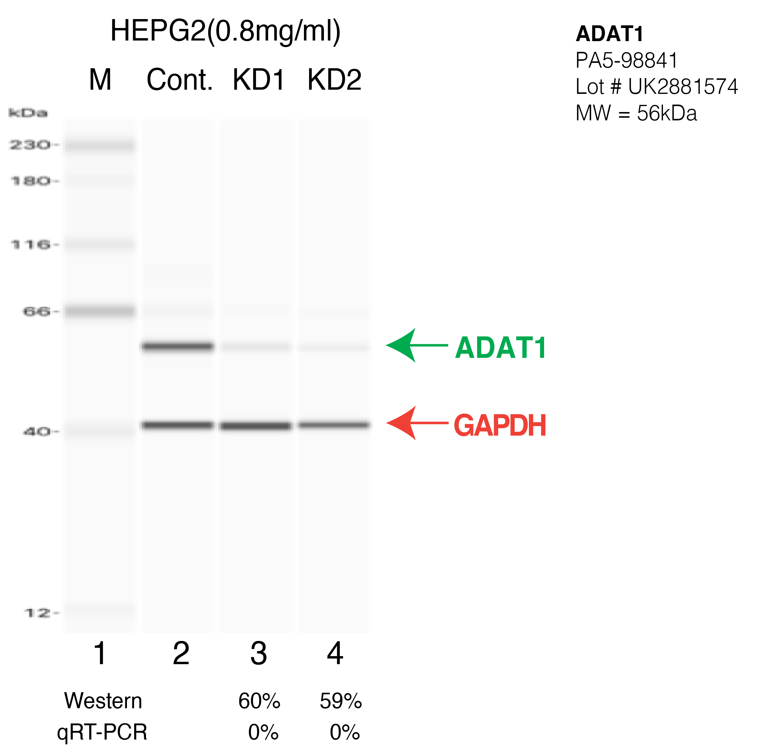 ADAT1-HEPG2-CRISPR-PA5-98841.png<br>Caption: Western blot following CRISPR against ADAT1 in HepG2 whole cell lysate using ADAT1 specific antibody. Lane 1 is a ladder, lane 2 is HepG2 non-targeting control knockdown, lane 3 and 4 are two different CRISPR against ADAT1. ADAT1 protein appears as the green arrow, GAPDH serves as a control and appears in red arrow.