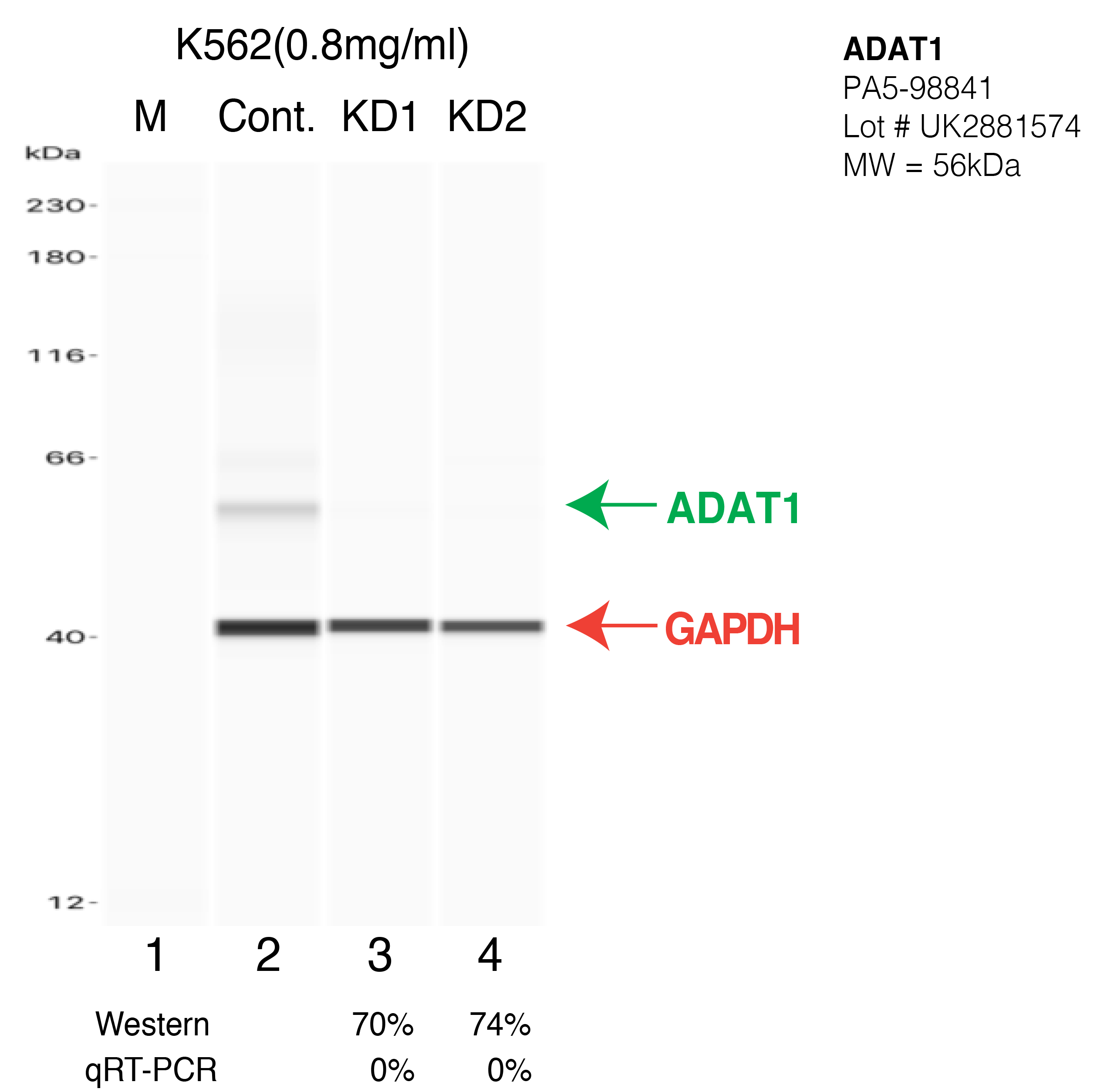 ADAT1-K562-CRISPR-PA5-98841.png<br>Caption: Western blot following CRISPR against ADAT1 in K562 whole cell lysate using ADAT1 specific antibody. Lane 1 is a ladder, lane 2 is K562 non-targeting control knockdown, lane 3 and 4 are two different CRISPR against ADAT1. ADAT1 protein appears as the green arrow, GAPDH serves as a control and appears in red arrow.