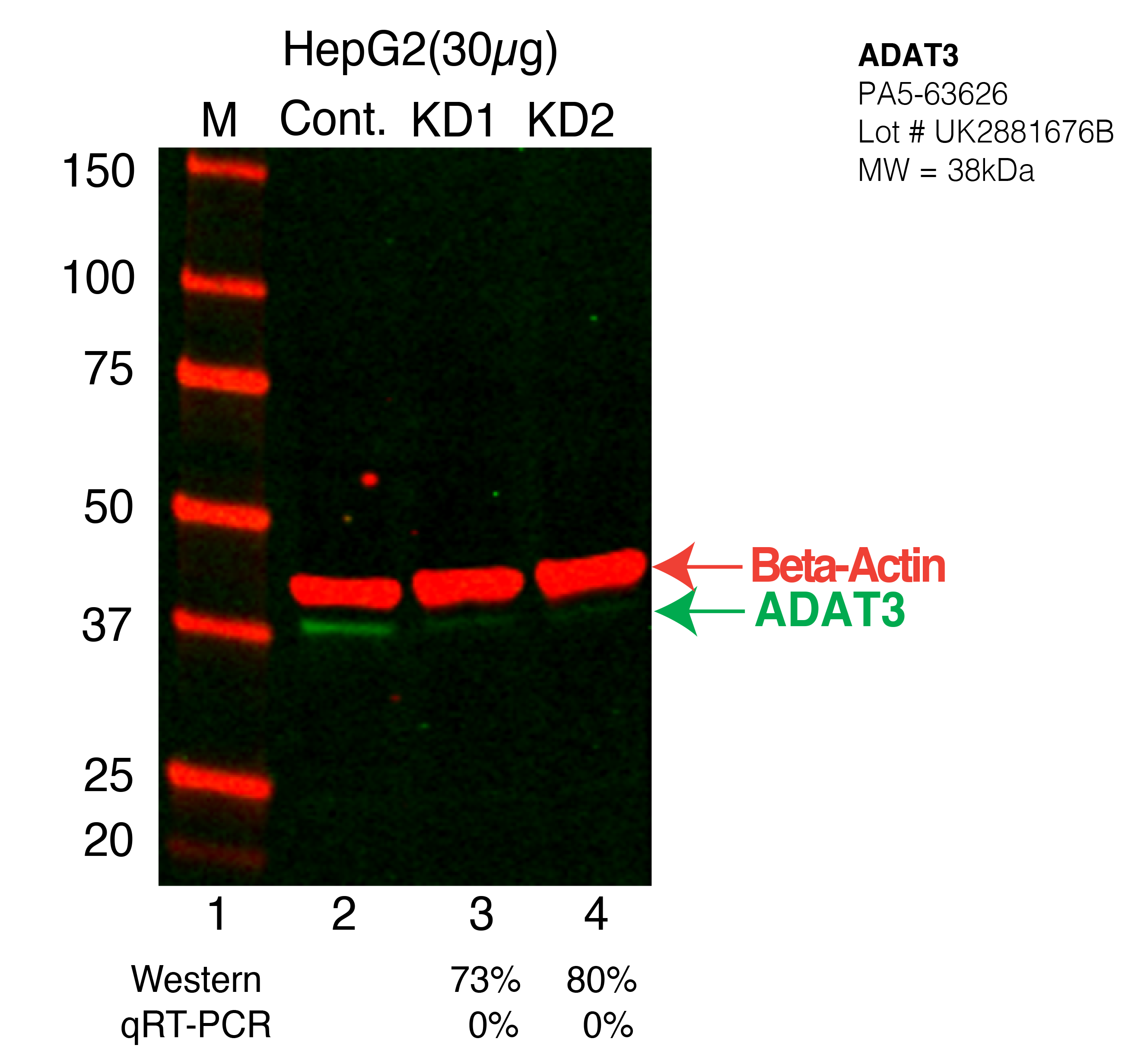 ADAT3-HEPG2-CRISPR-PA5-63626.png<br>Caption: Western blot following CRISPR against ADAT3 in HepG2 whole cell lysate using ADAT3 specific antibody. Lane 1 is a ladder, lane 2 is HepG2 non-targeting control knockdown, lane 3 and 4 are two different CRISPR against ADAT3. ADAT3 protein appears as the green arrow, Beta-actin serves as a control and appears in red arrow.