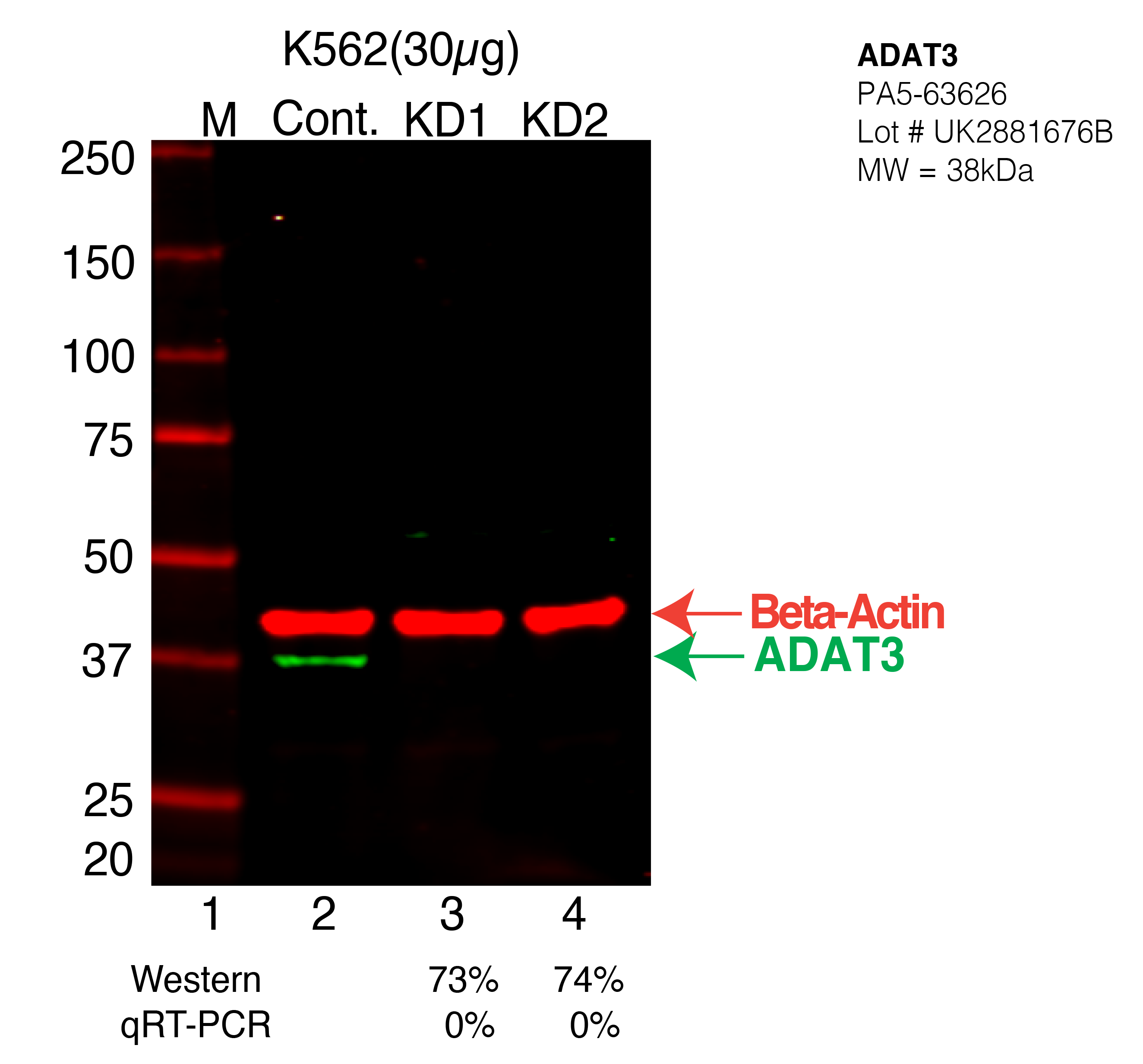 ADAT3-K562-CRISPR-PA5-63626.png<br>Caption: Western blot following CRISPR against ADAT3 in K562 whole cell lysate using ADAT3 specific antibody. Lane 1 is a ladder, lane 2 is K562 non-targeting control knockdown, lane 3 and 4 are two different CRISPR against ADAT3. ADAT3 protein appears as the green arrow, Beta-actin serves as a control and appears in red arrow.