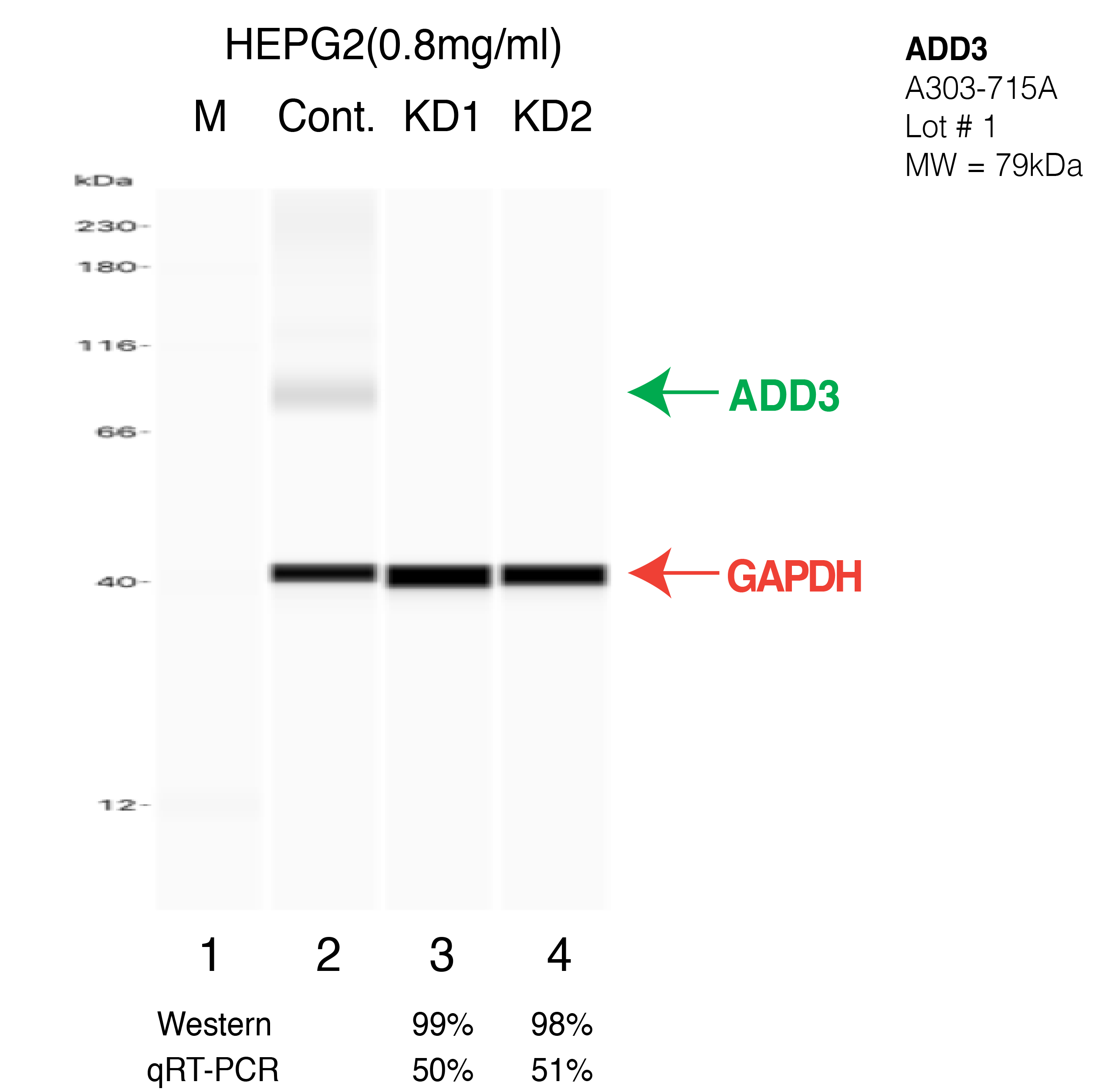 ADD3-HEPG2-CRISPR-A303-715A.png<br>Caption: Western blot following CRISPR against ADD3 in HepG2 whole cell lysate using ADD3 specific antibody. Lane 1 is a ladder, lane 2 is HepG2 non-targeting control knockdown, lane 3 and 4 are two different CRISPR against ADD3. ADD3 protein appears as the green arrow, GAPDH serves as a control and appears in red arrow.