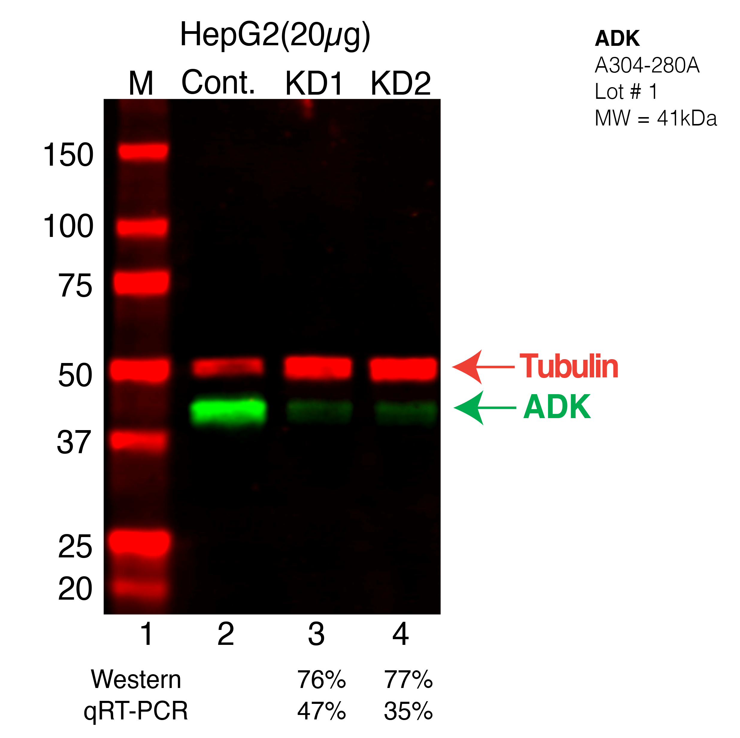 ADK-HEPG2-CRISPR-A304-280A.png<br>Caption: Western blot following CRISPR against ADK in HepG2 whole cell lysate using ADK specific antibody. Lane 1 is a ladder, lane 2 is HepG2 non-targeting control knockdown, lane 3 and 4 are two different CRISPR against ADK. ADK protein appears as the green arrow, Tubulin serves as a control and appears in red arrow.