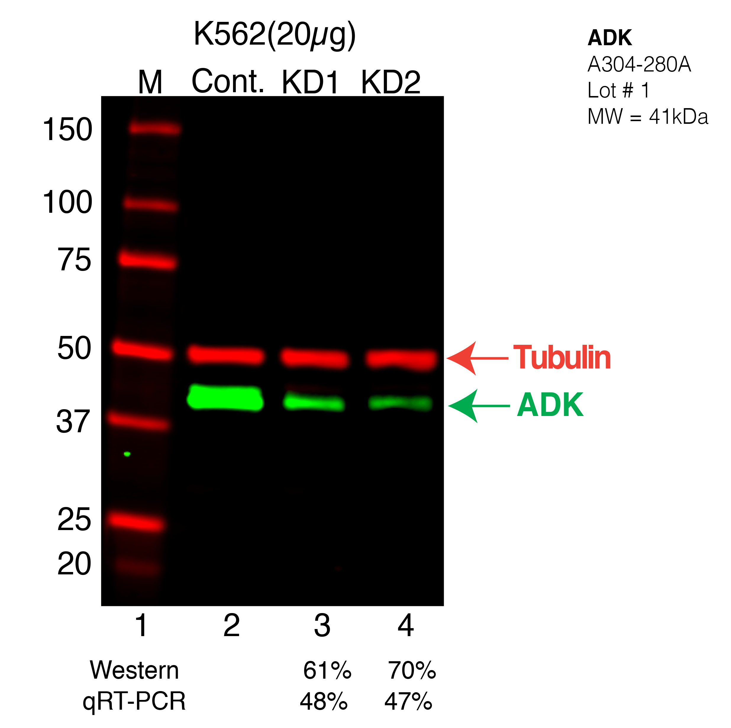 ADK-k562-CRISPR-A304-280A.png<br>Caption: Western blot following CRISPR against ADK in K562 whole cell lysate using ADK specific antibody. Lane 1 is a ladder, lane 2 is K562 non-targeting control knockdown, lane 3 and 4 are two different CRISPR against ADK. ADK protein appears as the green arrow, GAPDH serves as a control and appears in red arrow.