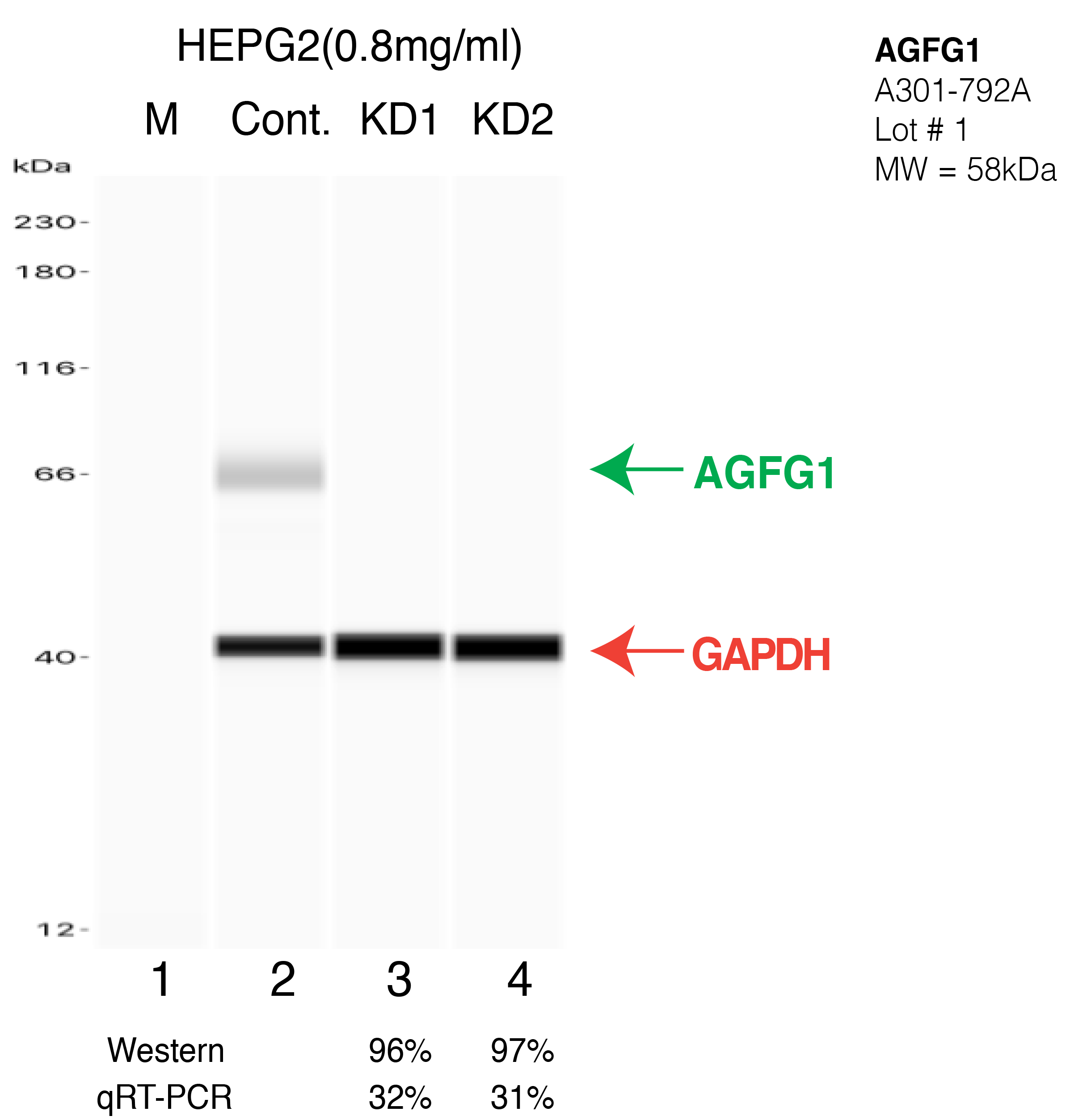 AGFG1-HEPG2-CRISPR-A301-792A.png<br>Caption: Western blot following CRISPR against AGFG1 in HepG2 whole cell lysate using AGFG1 specific antibody. Lane 1 is a ladder, lane 2 is HepG2 non-targeting control knockdown, lane 3 and 4 are two different CRISPR against AGFG1. AGFG1 protein appears as the green arrow, GAPDH serves as a control and appears in red arrow.