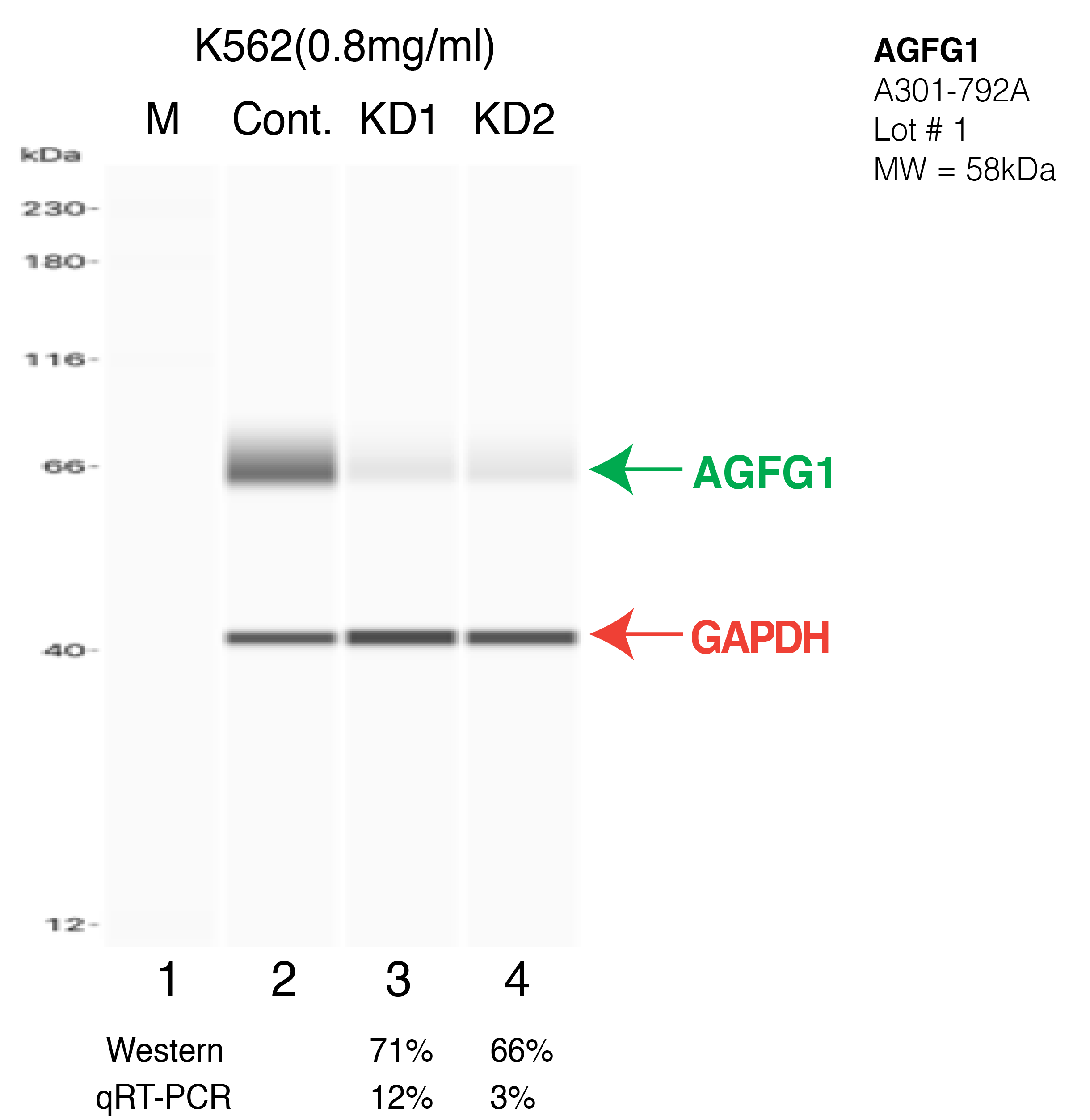 AGFG1-K562-CRISPR-A301-792A.png<br>Caption: Western blot following CRISPR against AGFG1 in K562 whole cell lysate using AGFG1 specific antibody. Lane 1 is a ladder, lane 2 is K562 non-targeting control knockdown, lane 3 and 4 are two different CRISPR against AGFG1. AGFG1 protein appears as the green arrow, GAPDH serves as a control and appears in red arrow.