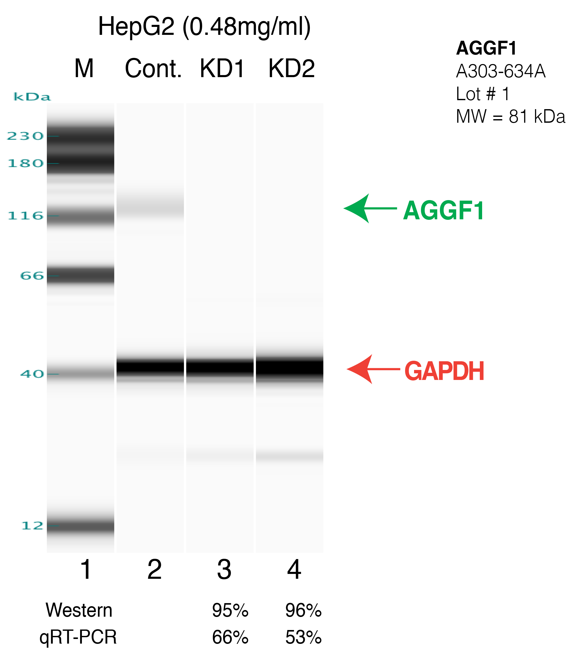 AGGF1-HEPG2-CRISPR.png<br>Caption: Western blot following CRISPR against AGGF1 in HepG2 whole cell lysate using AGGF1 specific antibody. Lane 1 is a ladder, lane 2 is HepG2 non-targeting control knockdown, lane 3 and 4 are two different CRISPR against AGGF1. AGGF1 protein appears as the green arrow, GAPDH serves as a control and appears in red arrow.