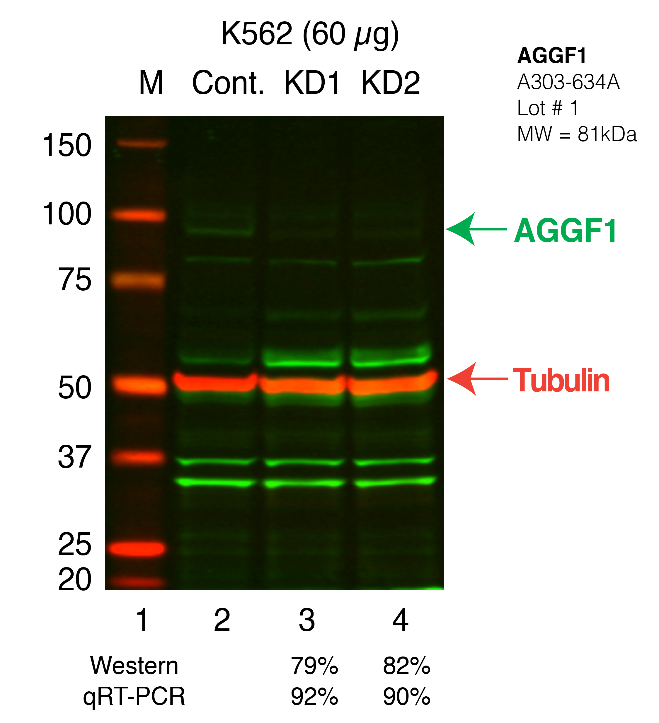 AGGF1-K562_Secondary_Western.png<br>Caption: Western blot following shRNA against AGGF1 in K562 whole cell lysate using AGGF1 specific antibody. Lane 1 is a ladder, lane 2 is K562 non-targeting control knockdown, lane 3 and 4 are two different shRNAs against AGGF1.AGGF1 protein appears as the green band, Tubulin serves as a control and appears in red.