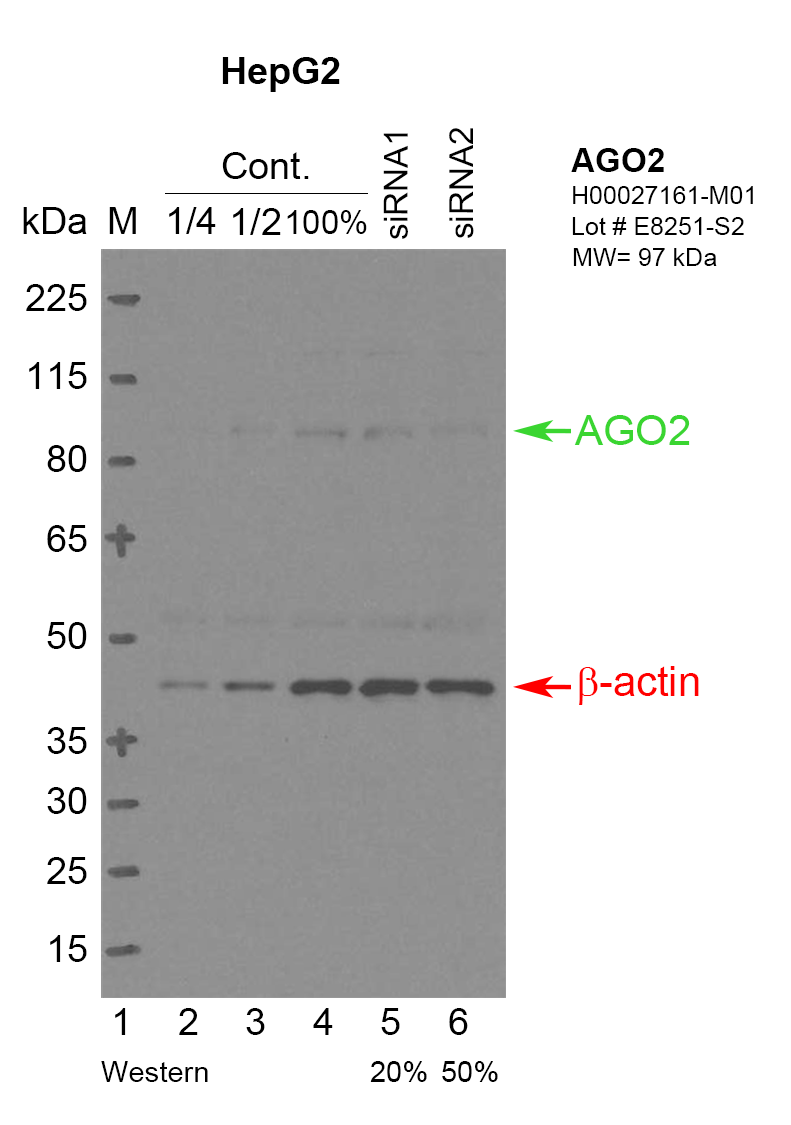 AGO2-HEPG2_FU's.png<br>Caption: Western blot following CRISPR against AGO2 in HepG2 whole cell lysate using AGO2 specific antibody. Lane 1 is a ladder, lane 2 is HepG2 non-targeting control knockdown, lane 3 and 4 are two different CRISPR against AGO2. AGO2 protein appears as the green arrow, Beta-actin serves as a control and appears in red arrow.