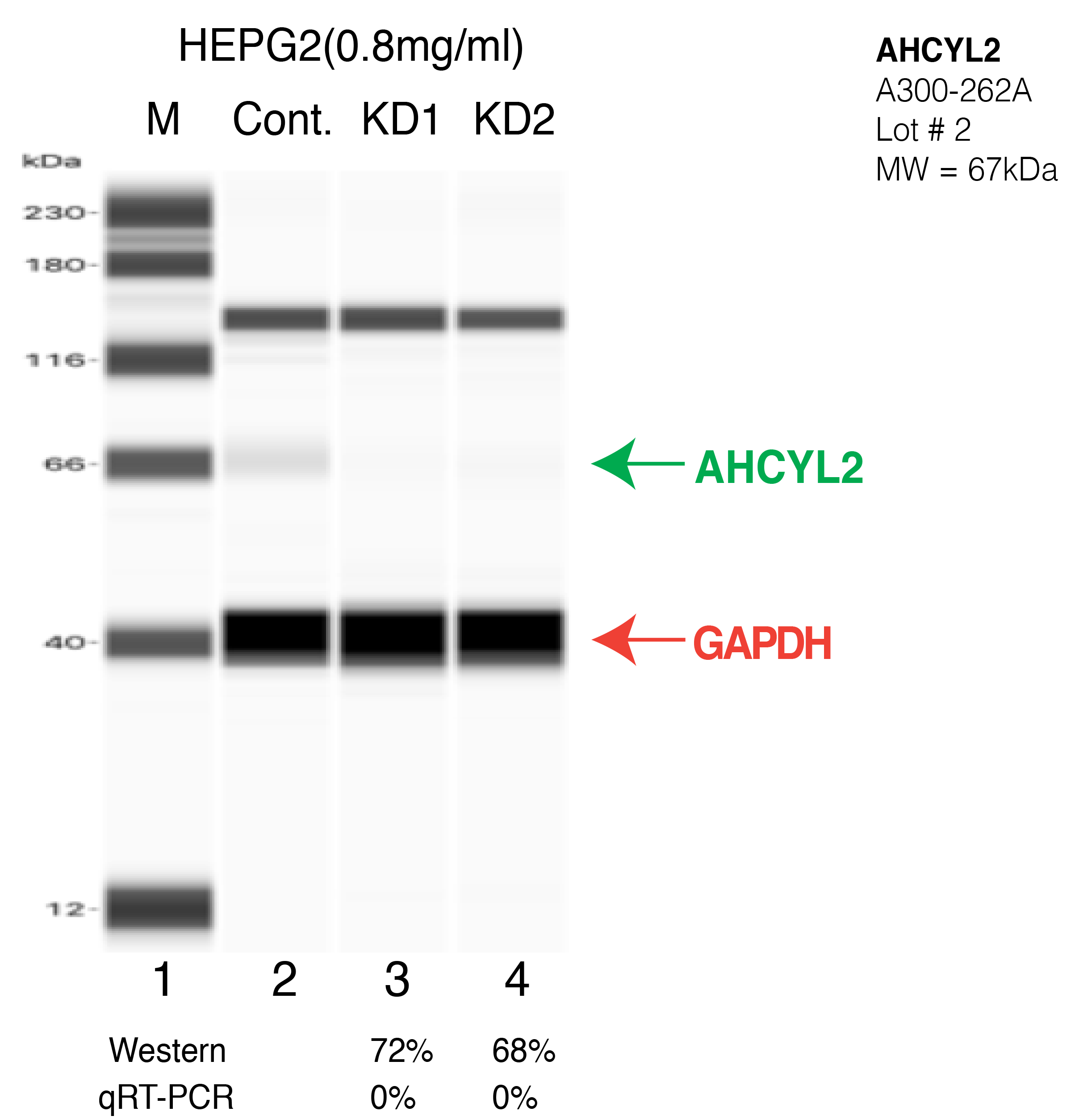 AHCYL2-HEPG2-CRISPR-A300-262A.png<br>Caption: Western blot following CRISPR against AHCYL2 in HepG2 whole cell lysate using AHCYL2 specific antibody. Lane 1 is a ladder, lane 2 is HepG2 non-targeting control knockdown, lane 3 and 4 are two different CRISPR against AHCYL2. AHCYL2 protein appears as the green arrow, GAPDH serves as a control and appears in red arrow.