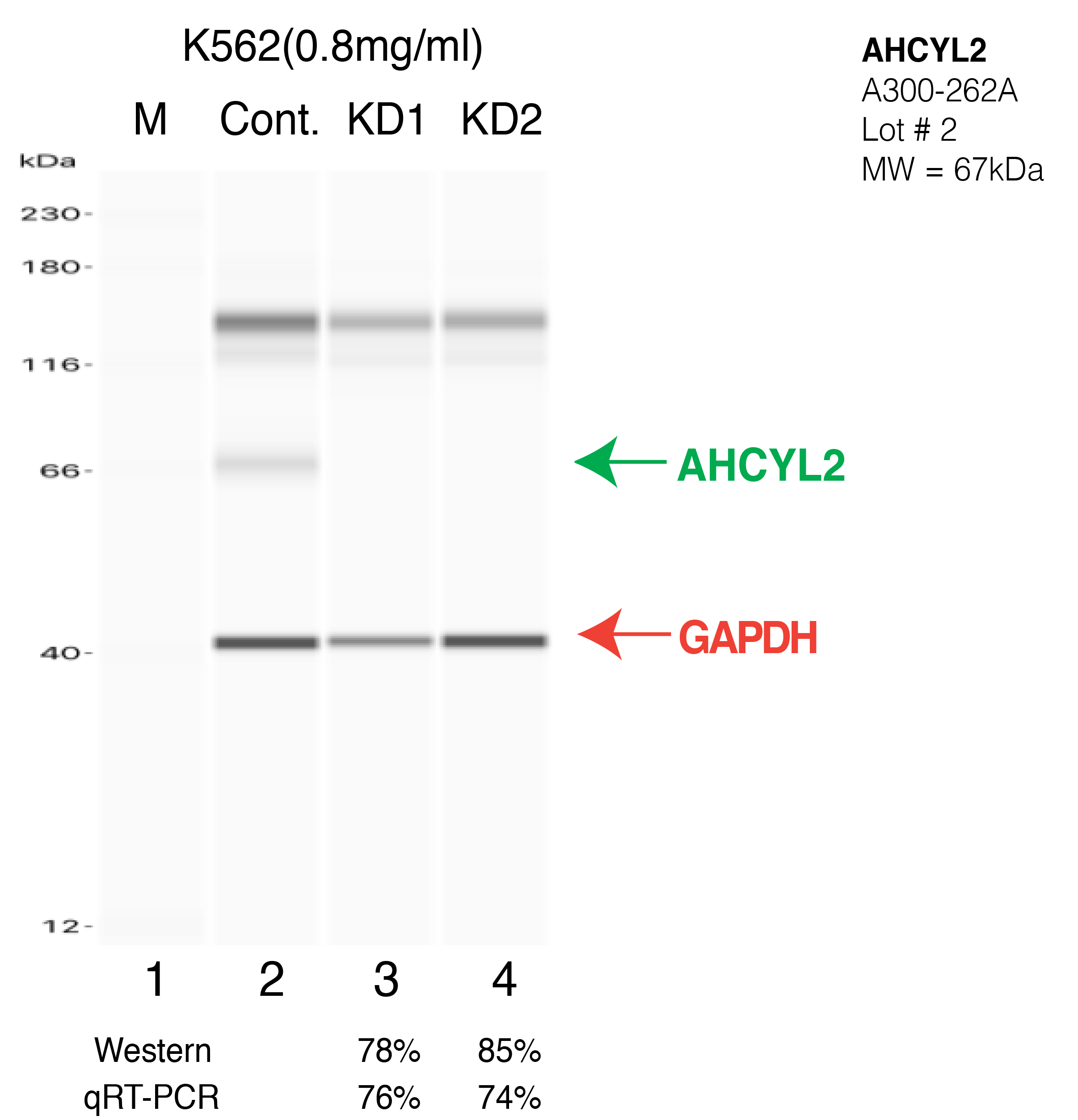 AHCYL2-K562-CRISPR-A300-262A.png<br>Caption: Western blot following CRISPR against AHCYL2 in K562 whole cell lysate using AHCYL2 specific antibody. Lane 1 is a ladder, lane 2 is K562 non-targeting control knockdown, lane 3 and 4 are two different CRISPR against AHCYL2. AHCYL2 protein appears as the green arrow, GAPDH serves as a control and appears in red arrow.