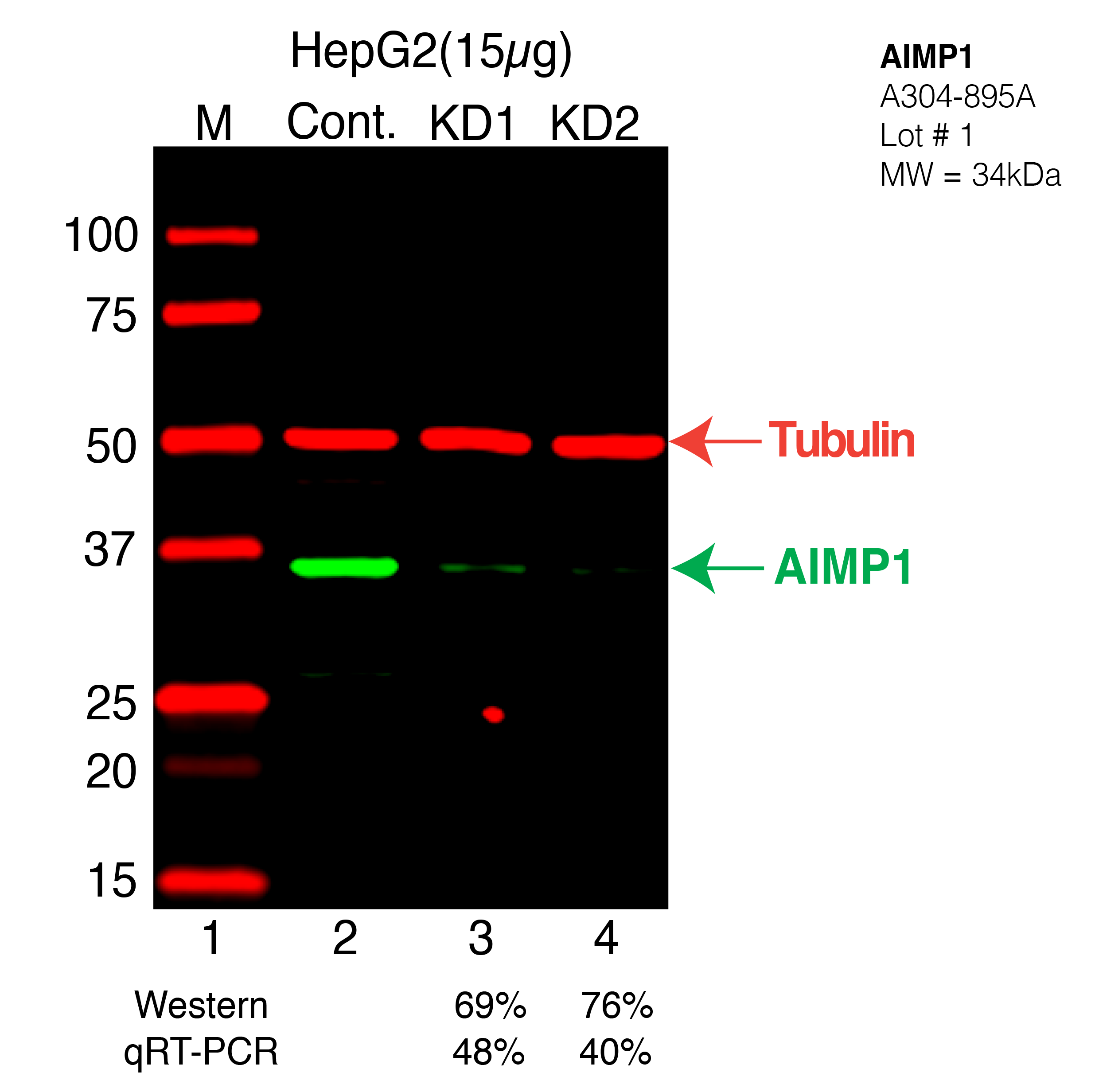 AIMP1-HEPG2-CRISPR-A304-895A.png<br>Caption: Western blot following CRISPR against AIMP1 in HepG2 whole cell lysate using AIMP1 specific antibody. Lane 1 is a ladder, lane 2 is HepG2 non-targeting control knockdown, lane 3 and 4 are two different CRISPR against AIMP1. AIMP1 protein appears as the green arrow, Tubulin serves as a control and appears in red arrow.