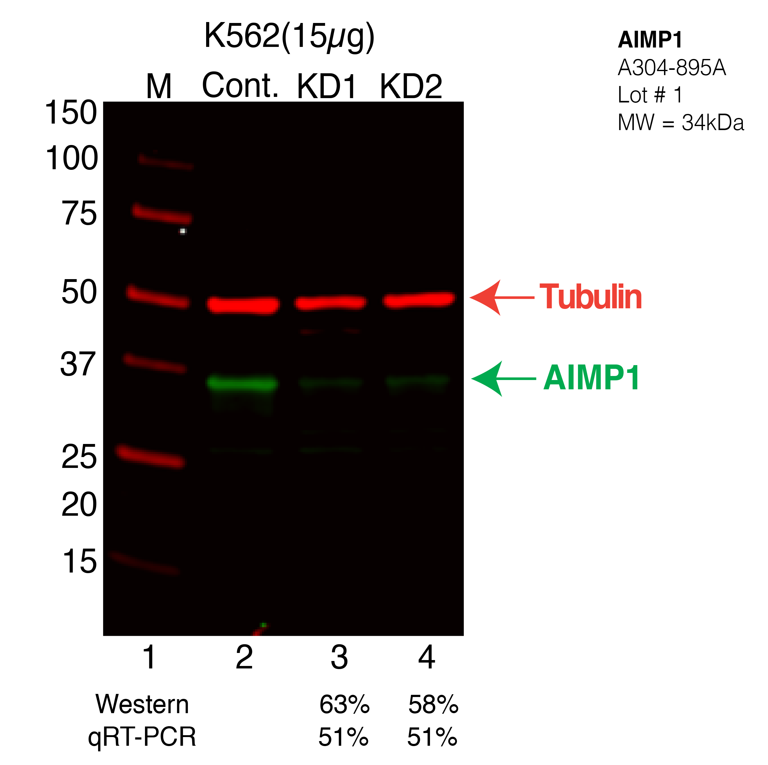 AIMP1-K562-CRISPR-A304-895A.png<br>Caption: Western blot following CRISPR against AIMP1 in K562 whole cell lysate using AIMP1 specific antibody. Lane 1 is a ladder, lane 2 is K562 non-targeting control knockdown, lane 3 and 4 are two different CRISPR against AIMP1. AIMP1 protein appears as the green arrow, Tubulin serves as a control and appears in red arrow.