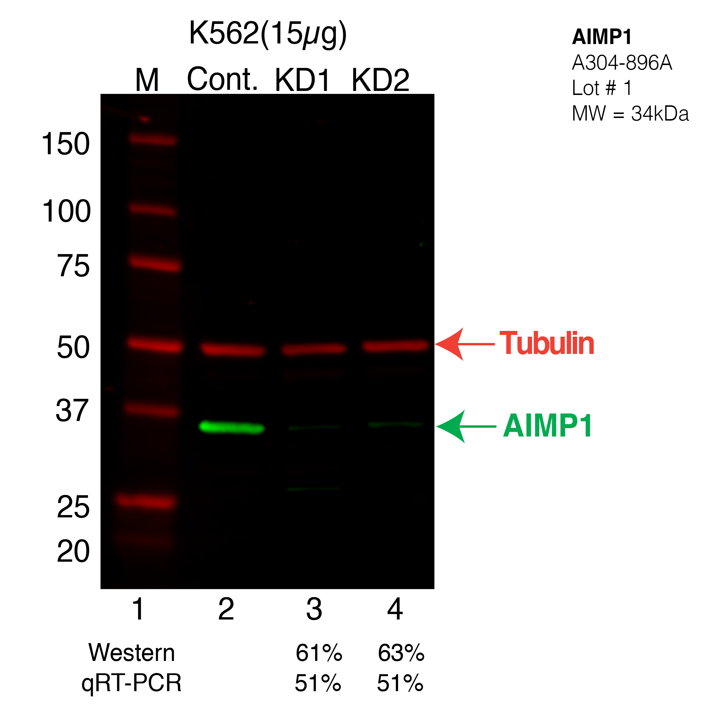 AIMP1-K562-CRISPR-A304-896A.png<br>Caption: Western blot following CRISPR against AIMP1 in K562 whole cell lysate using AIMP1 specific antibody. Lane 1 is a ladder, lane 2 is K562 non-targeting control knockdown, lane 3 and 4 are two different CRISPR against AIMP1. AIMP1 protein appears as the green arrow, Tubulin serves as a control and appears in red arrow.