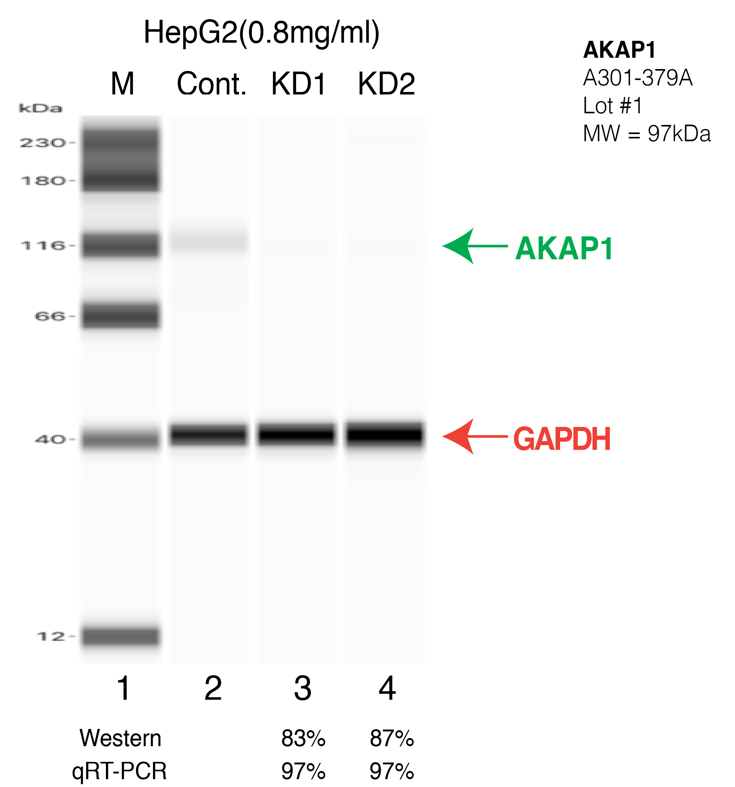 AKAP1-HEPG2.png<br>Caption: Western blot following shRNA against AKAP1 in HepG2 whole cell lysate using AKAP1 specific antibody. Lane 1 is a ladder, lane 2 is K562 non-targeting control knockdown, lane 3 and 4 are two different shRNA against AKAP1. AKAP1 protein appears as the green arrow, GAPDH serves as a control and appears in red arrow.