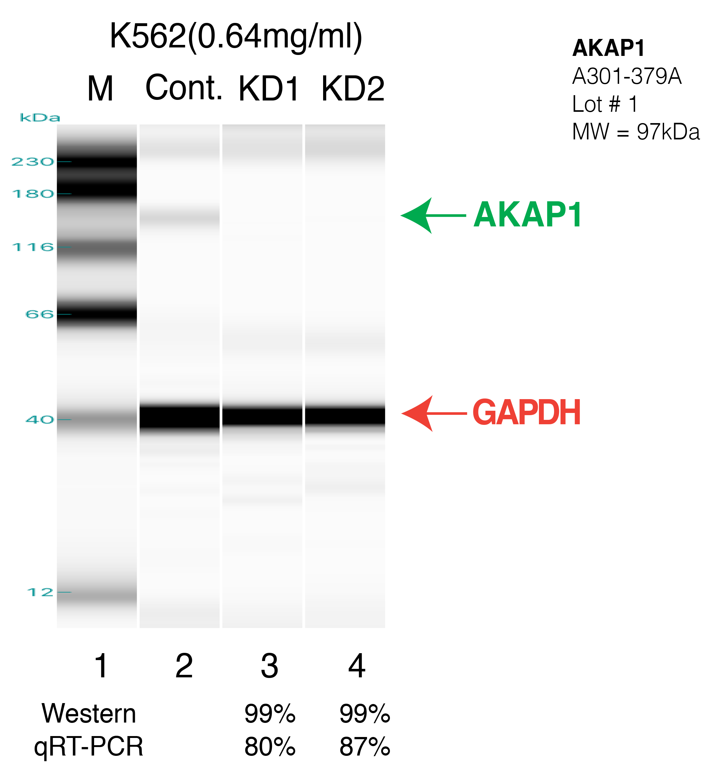 AKAP1-K562.png<br>Caption: Western blot following shRNA against AKAP1 in K562 whole cell lysate using AKAP1 specific antibody. Lane 1 is a ladder, lane 2 is K562 non-targeting control knockdown, lane 3 and 4 are two different shRNAs against AKAP1.AKAP1 protein appears as the green arrow, GAPDH serves as a control and appears in red arrow.