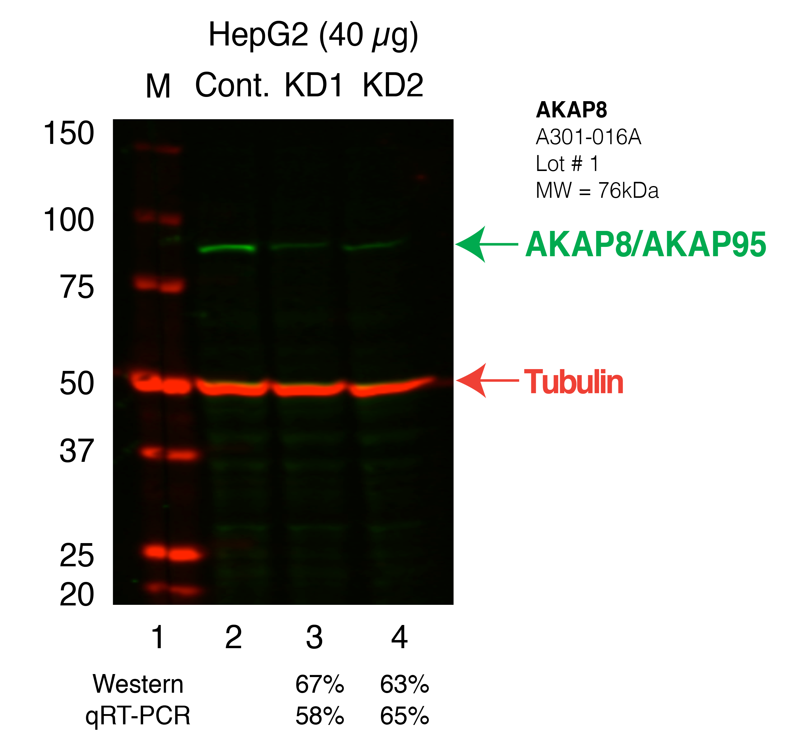 AKAP8-HEPG2_Secondary_Western.png<br>Caption: Western blot following shRNA against AKAP8 in HepG2 whole cell lysate using AKAP8 specific antibody. Lane 1 is a ladder, lane 2 is HepG2 non-targeting control knockdown, lane 3 and 4 are two different shRNAs against AKAP8.AKAP8 protein appears as the green band, Tubulin serves as a control and appears in red.