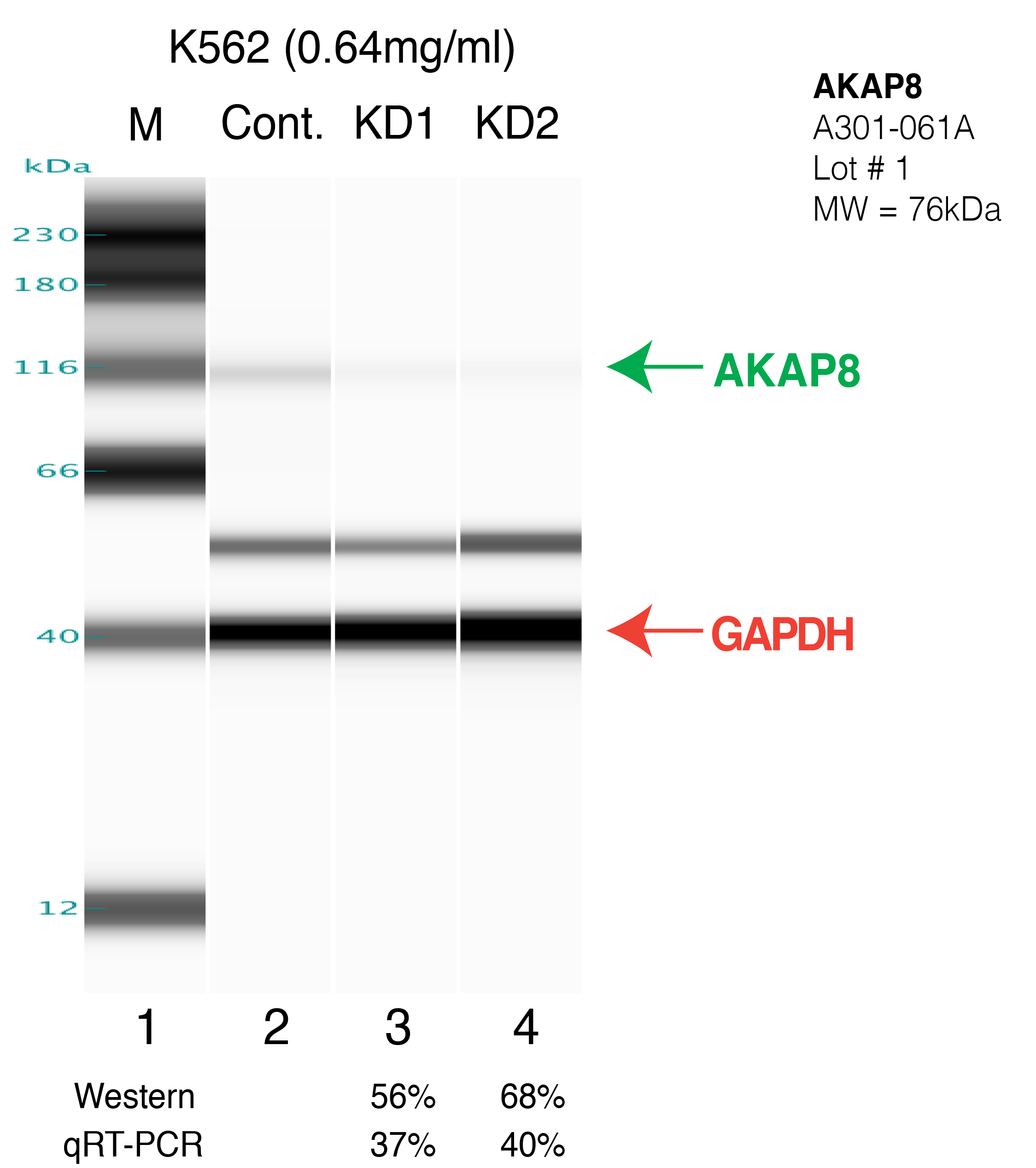 AKAP8-K562.png<br>Caption: Western blot following shRNA against AKAP8 in K562 whole cell lysate using AKAP8 specific antibody. Lane 1 is a ladder, lane 2 is K562 non-targeting control knockdown, lane 3 and 4 are two different shRNAs against AKAP8.AKAP8 protein appears as the green arrow, GAPDH serves as a control and appears in red arrow.