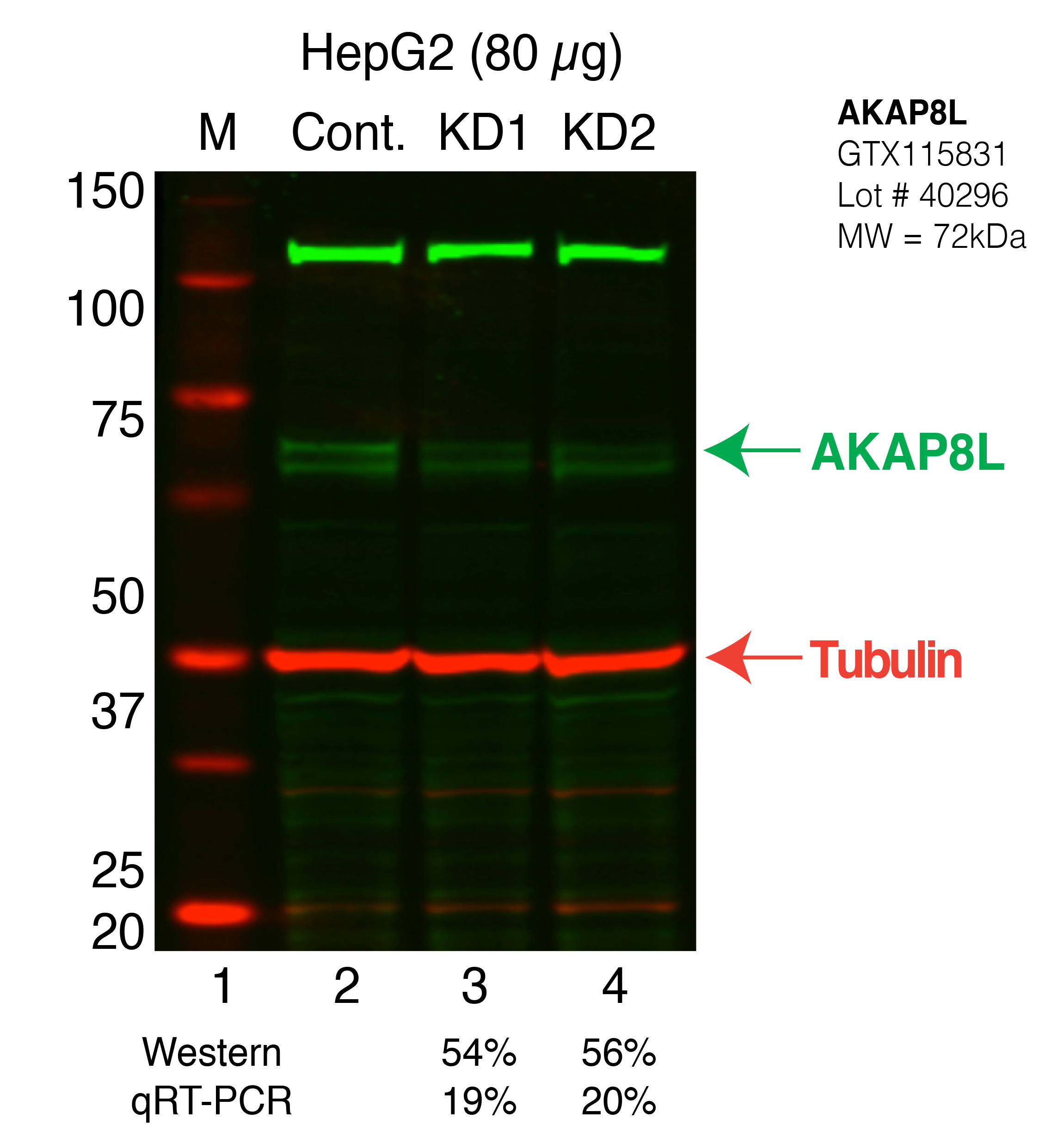 AKAP8L-HEPG2_Secondary_Western.png<br>Caption: Western blot following shRNA against AKAP8L in HepG2 whole cell lysate using AKAP8L specific antibody. Lane 1 is a ladder, lane 2 is HepG2 non-targeting control knockdown, lane 3 and 4 are two different shRNAs against AKAP8L.AKAP8L protein appears as the green band, Tubulin serves as a control and appears in red.