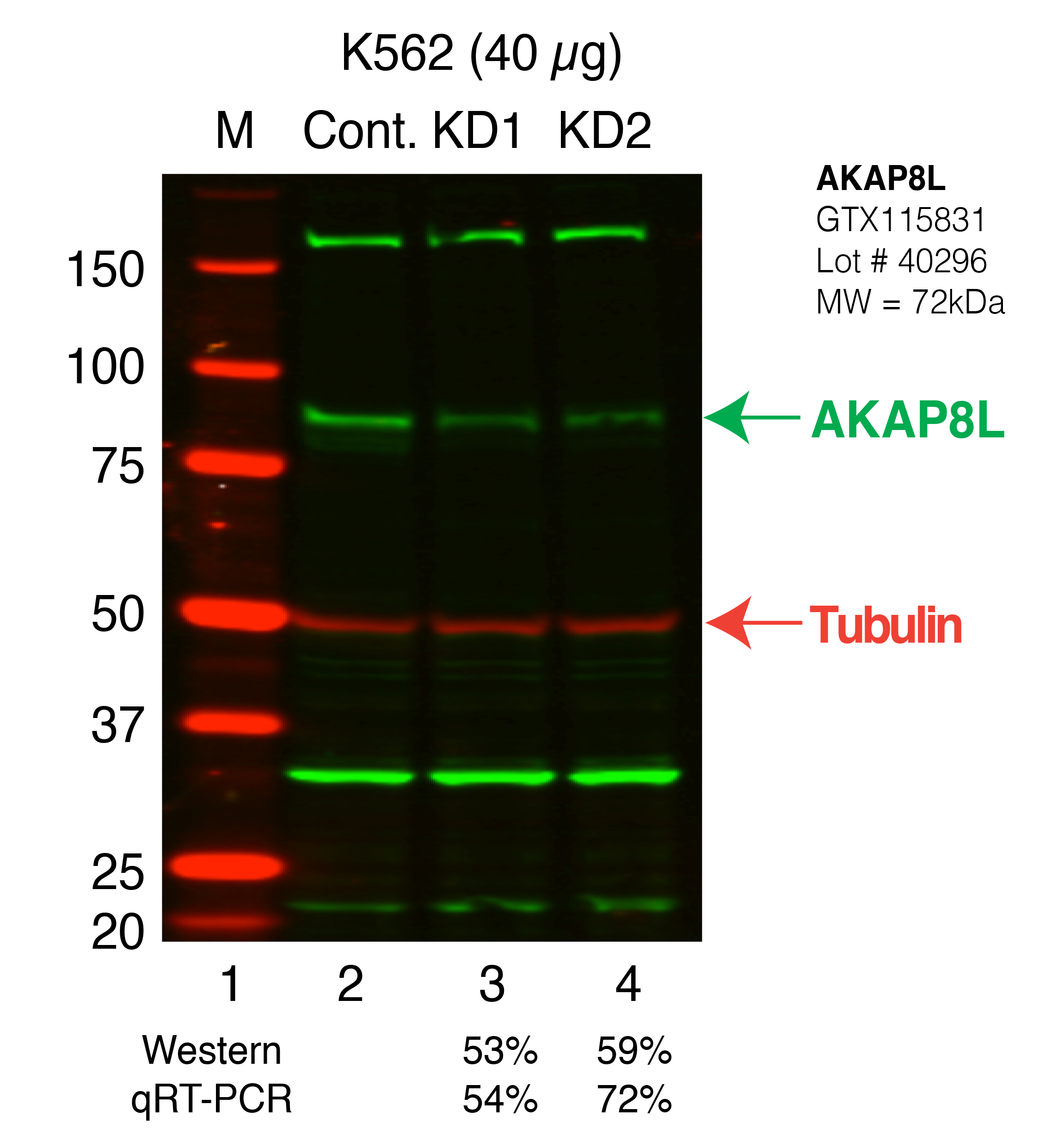 AKAP8L-K562_Secondary_Western.png<br>Caption: Western blot following shRNA against AKAP8L in K562 whole cell lysate using AKAP8L specific antibody. Lane 1 is a ladder, lane 2 is K562 non-targeting control knockdown, lane 3 and 4 are two different shRNAs against AKAP8L.AKAP8L protein appears as the green band, Tubulin serves as a control and appears in red.