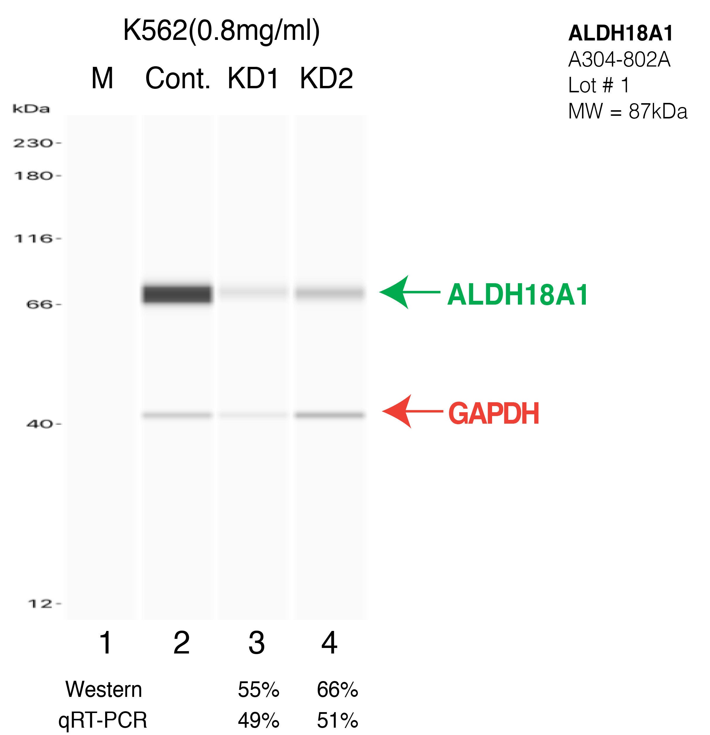 ALDH18A1-K562-CRISPR-A304-802A.png<br>Caption: Western blot following CRISPR against ALDH18A1 in K562 whole cell lysate using ALDH18A1 specific antibody. Lane 1 is a ladder, lane 2 is K562 non-targeting control knockdown, lane 3 and 4 are two different CRISPR against ALDH18A1. ALDH18A1 protein appears as the green arrow, GAPDH serves as a control and appears in red arrow.