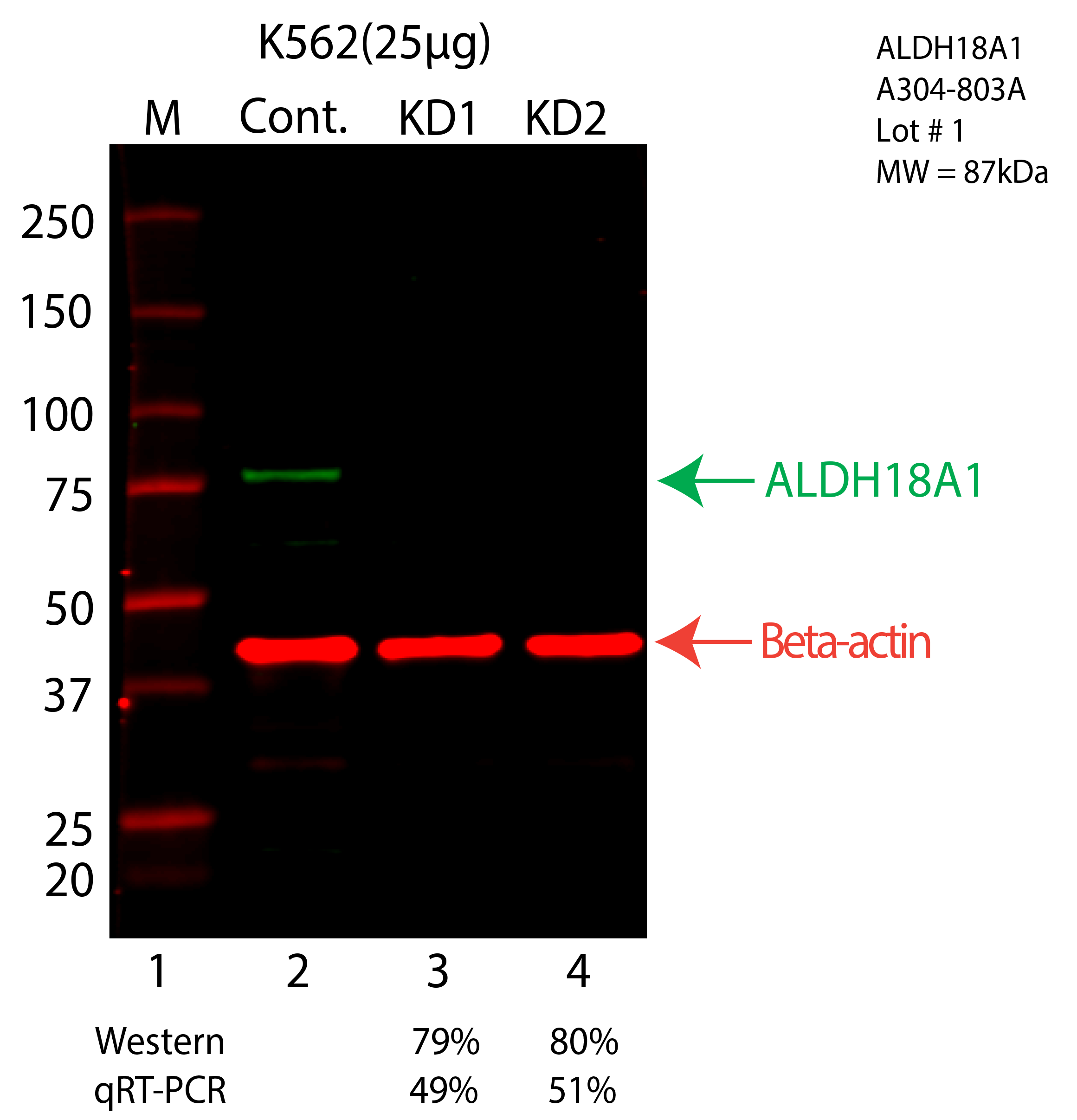 ALDH18A1-K562-CRISPR-A304-803A.png<br>Caption: Western blot following CRISPR against ALDH18A1 in K562 whole cell lysate using ALDH18A1 specific antibody. Lane 1 is a ladder, lane 2 is K562 non-targeting control knockdown, lane 3 and 4 are two different CRISPR against ALDH18A1. ALDH18A1 protein appears as the green arrow, Beta-actin serves as a control and appears in red arrow.