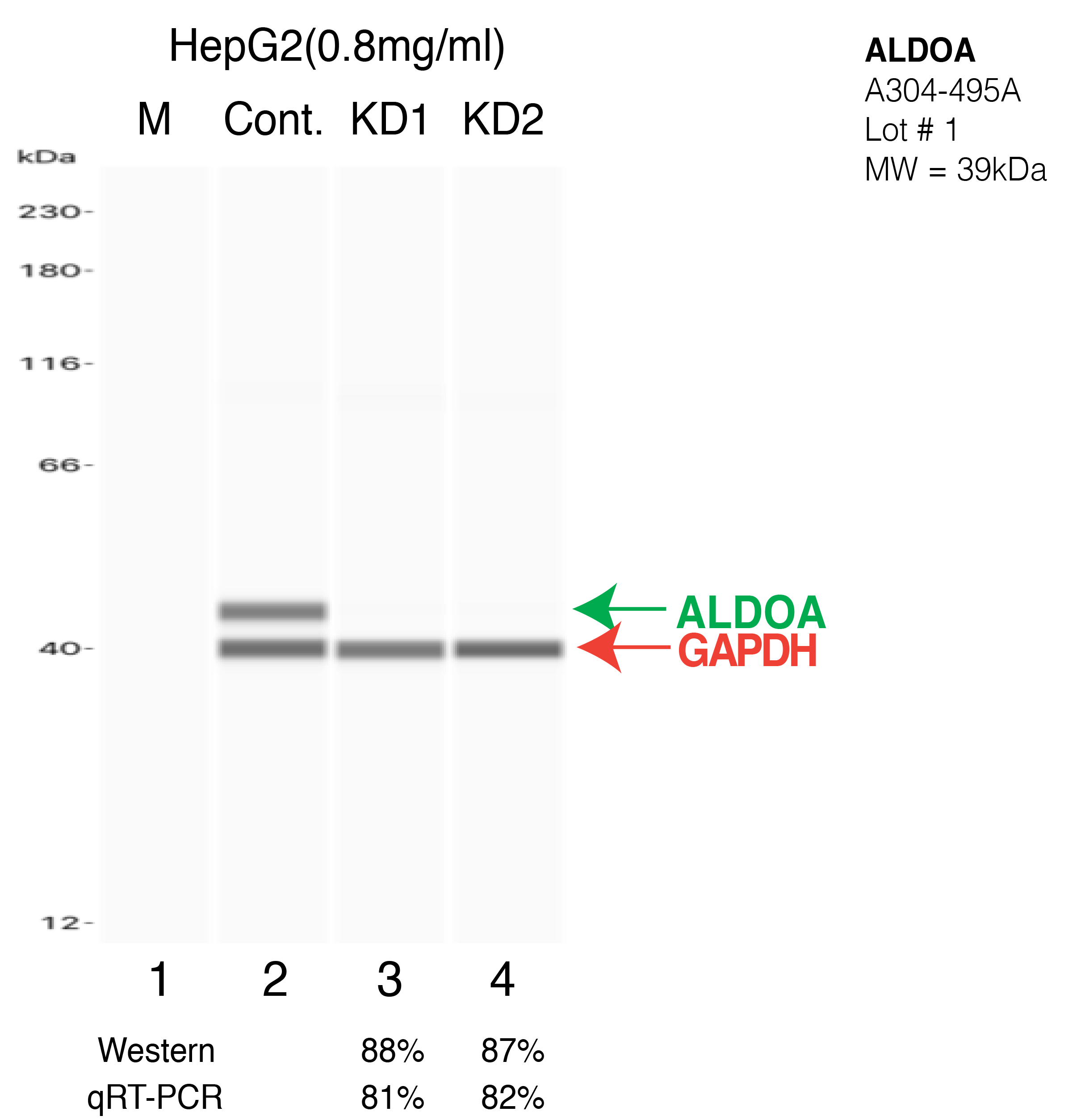 ALDOA-HEPG2-CRISPR-A304-495A.png<br>Caption: Western blot following CRISPR against ALDOA in HepG2 whole cell lysate using ALDOA specific antibody. Lane 1 is a ladder, lane 2 is HepG2 non-targeting control knockdown, lane 3 and 4 are two different CRISPR against ALDOA. ALDOA protein appears as the green arrow, GAPDH serves as a control and appears in red arrow.