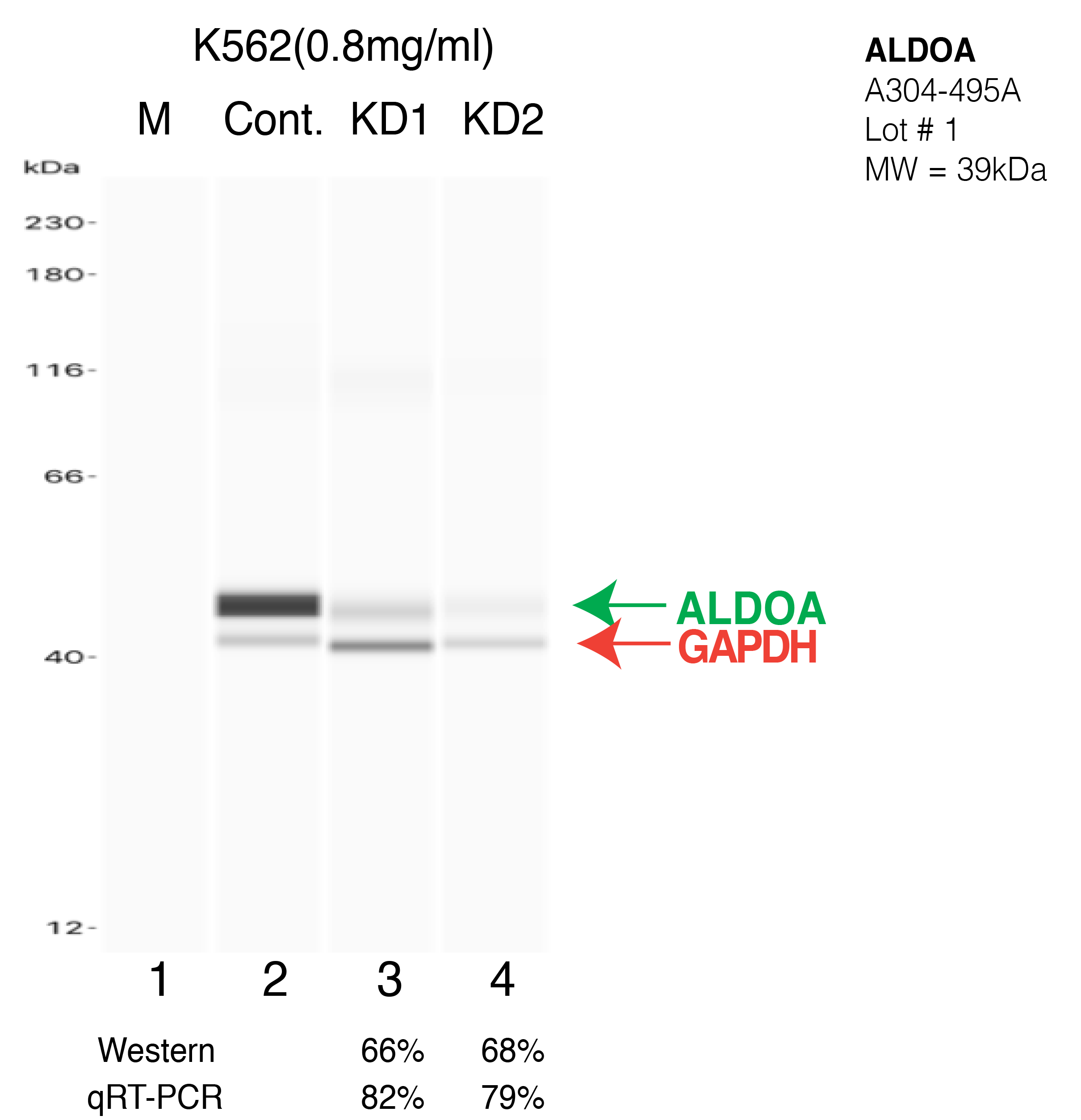 ALDOA-K562-CRISPR-A304-495A.png<br>Caption: Western blot following CRISPR against ALDOA in K562 whole cell lysate using ALDOA specific antibody. Lane 1 is a ladder, lane 2 is K562 non-targeting control knockdown, lane 3 and 4 are two different CRISPR against ALDOA. ALDOA protein appears as the green arrow, GAPDH serves as a control and appears in red arrow.