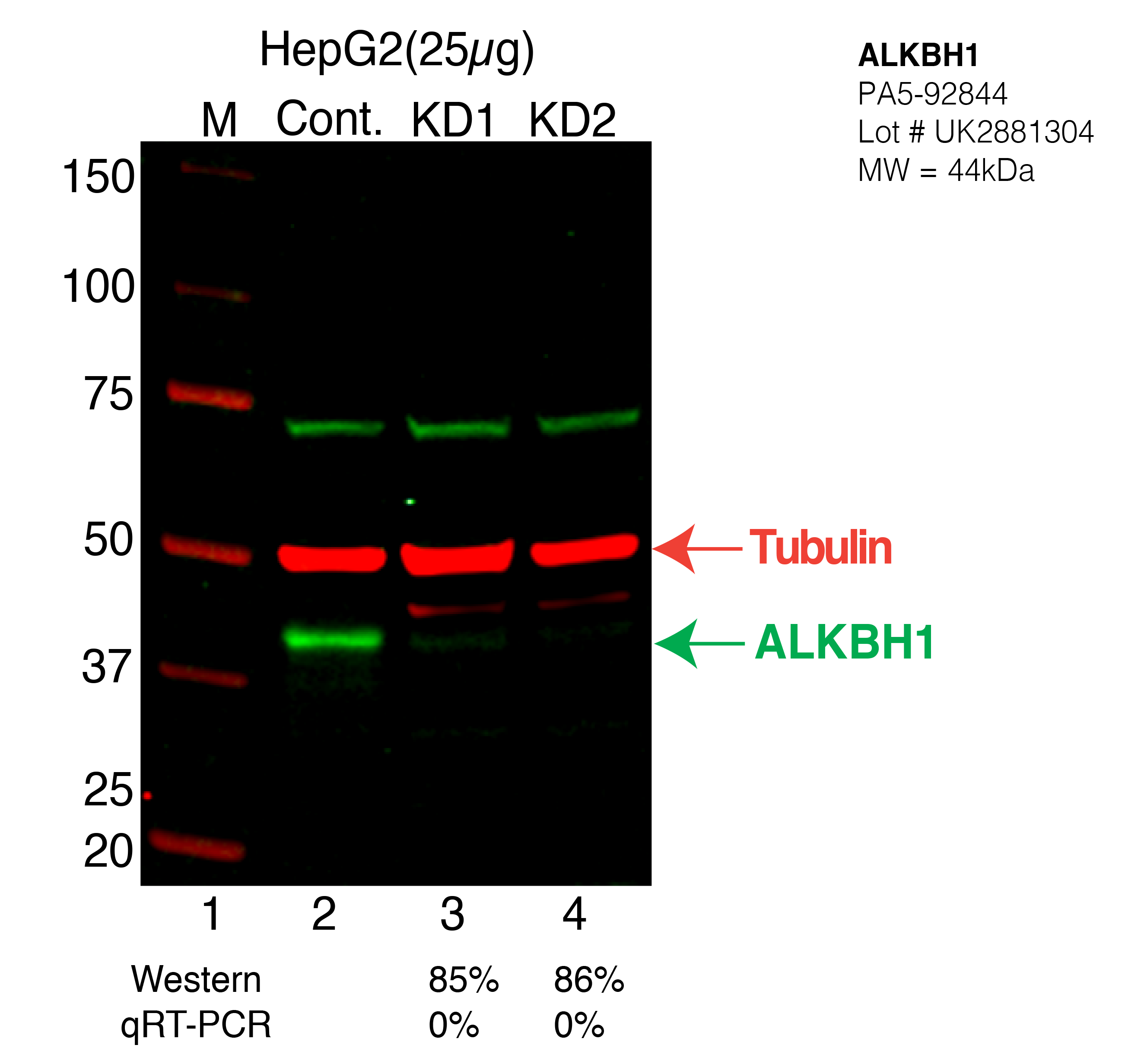 ALKBH1-HEPG2-CRISPR-PA5-92844.png<br>Caption: Western blot following CRISPR against ALKBH1 in HepG2 whole cell lysate using ALKBH1 specific antibody. Lane 1 is a ladder, lane 2 is HepG2 non-targeting control knockdown, lane 3 and 4 are two different CRISPR against ALKBH1. ALKBH1 protein appears as the green arrow, Tubulin serves as a control and appears in red arrow.