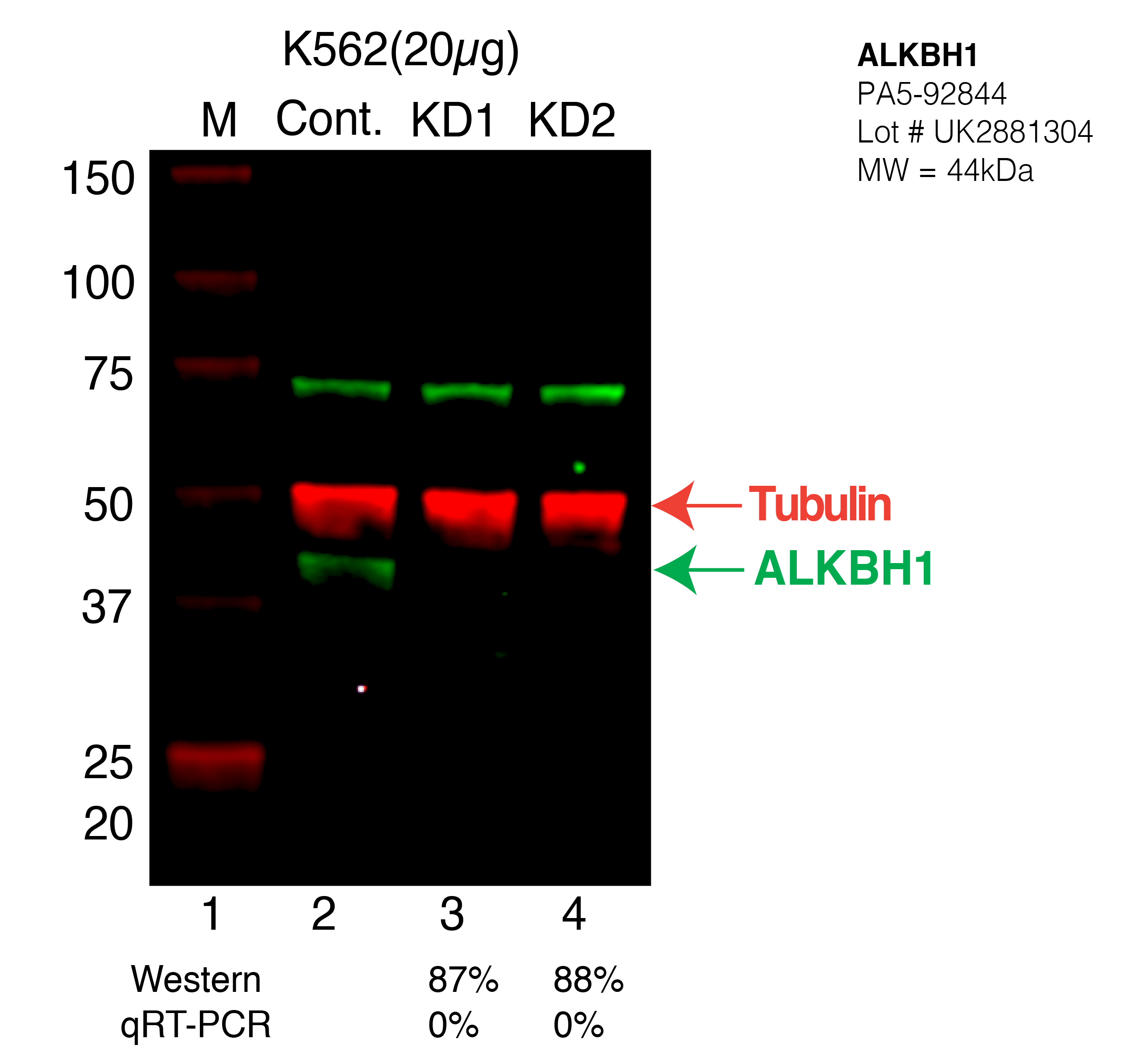 ALKBH1-K562-CRISPR-PA5-92844.png<br>Caption: Western blot following CRISPR against ALKBH1 in K562 whole cell lysate using ALKBH1 specific antibody. Lane 1 is a ladder, lane 2 is K562 non-targeting control knockdown, lane 3 and 4 are two different CRISPR against ALKBH1. ALKBH1 protein appears as the green arrow, Tubulin serves as a control and appears in red arrow.