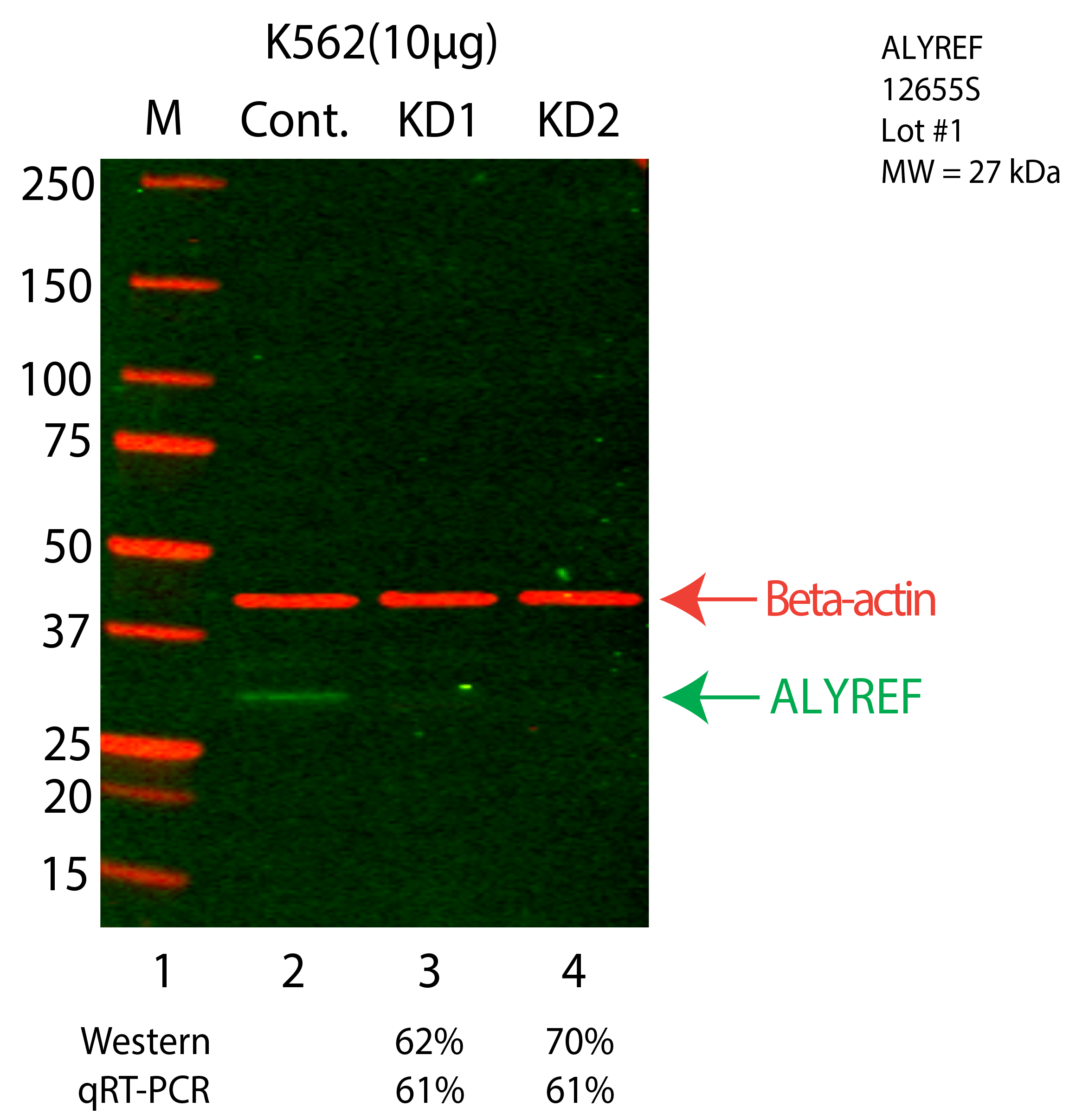 ALYREF-K562-CRISPR-12655S.png<br>Caption: Western blot following CRISPR against ALYREF in K562 whole cell lysate using ALYREF specific antibody. Lane 1 is a ladder, lane 2 is K562 non-targeting control knockdown, lane 3 and 4 are two different CRISPR against ALYREF. ALYREF protein appears as the green arrow, Beta-actin serves as a control and appears in red arrow.