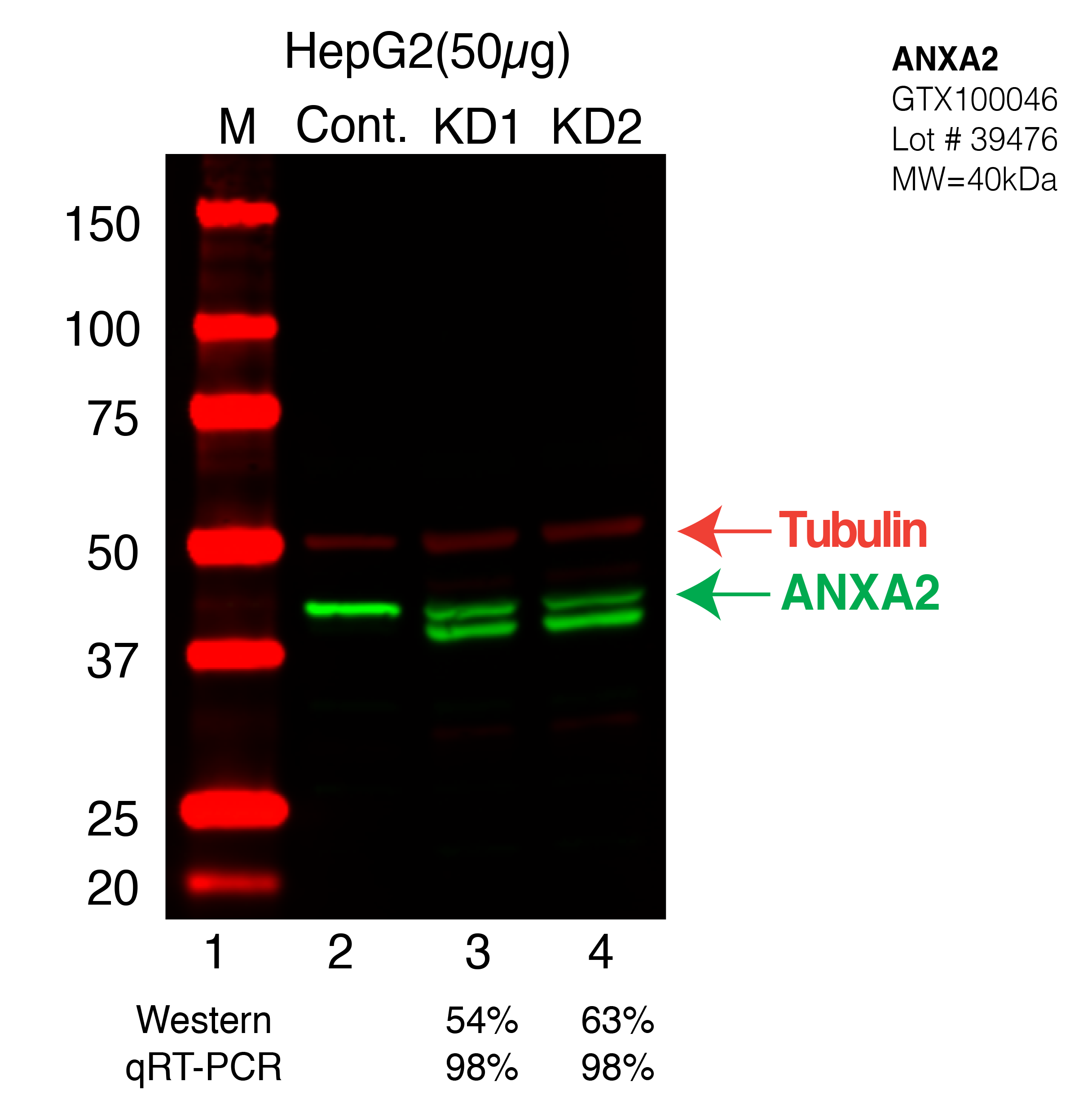 ANXA2-HEPG2-CRISPR.png<br>Caption: Western blot following CRISPR against ANXA2 in HepG2 whole cell lysate using ANXA2 specific antibody. Lane 1 is a ladder, lane 2 is HepG2 non-targeting control knockdown, lane 3 and 4 are two different CRISPR against ANXA2. ANXA2 protein appears as the green arrow, Tubulin serves as a control and appears in red arrow.