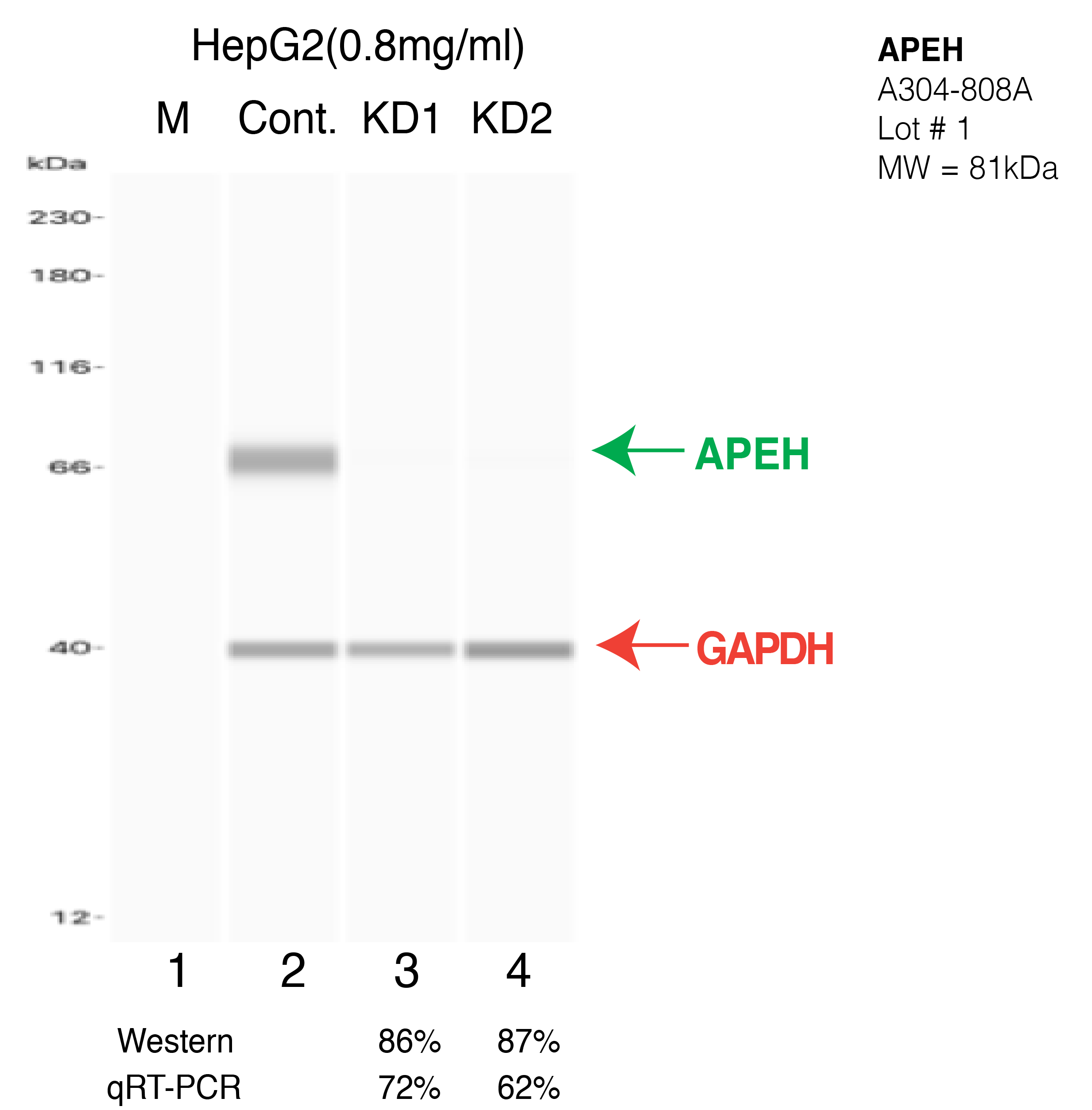 APEH-HEPG2-CRISPR-A304-808A.png<br>Caption: Western blot following CRISPR against APEH in HepG2 whole cell lysate using APEH specific antibody. Lane 1 is a ladder, lane 2 is HepG2 non-targeting control knockdown, lane 3 and 4 are two different CRISPR against APEH. APEH protein appears as the green arrow, GAPDH serves as a control and appears in red arrow.