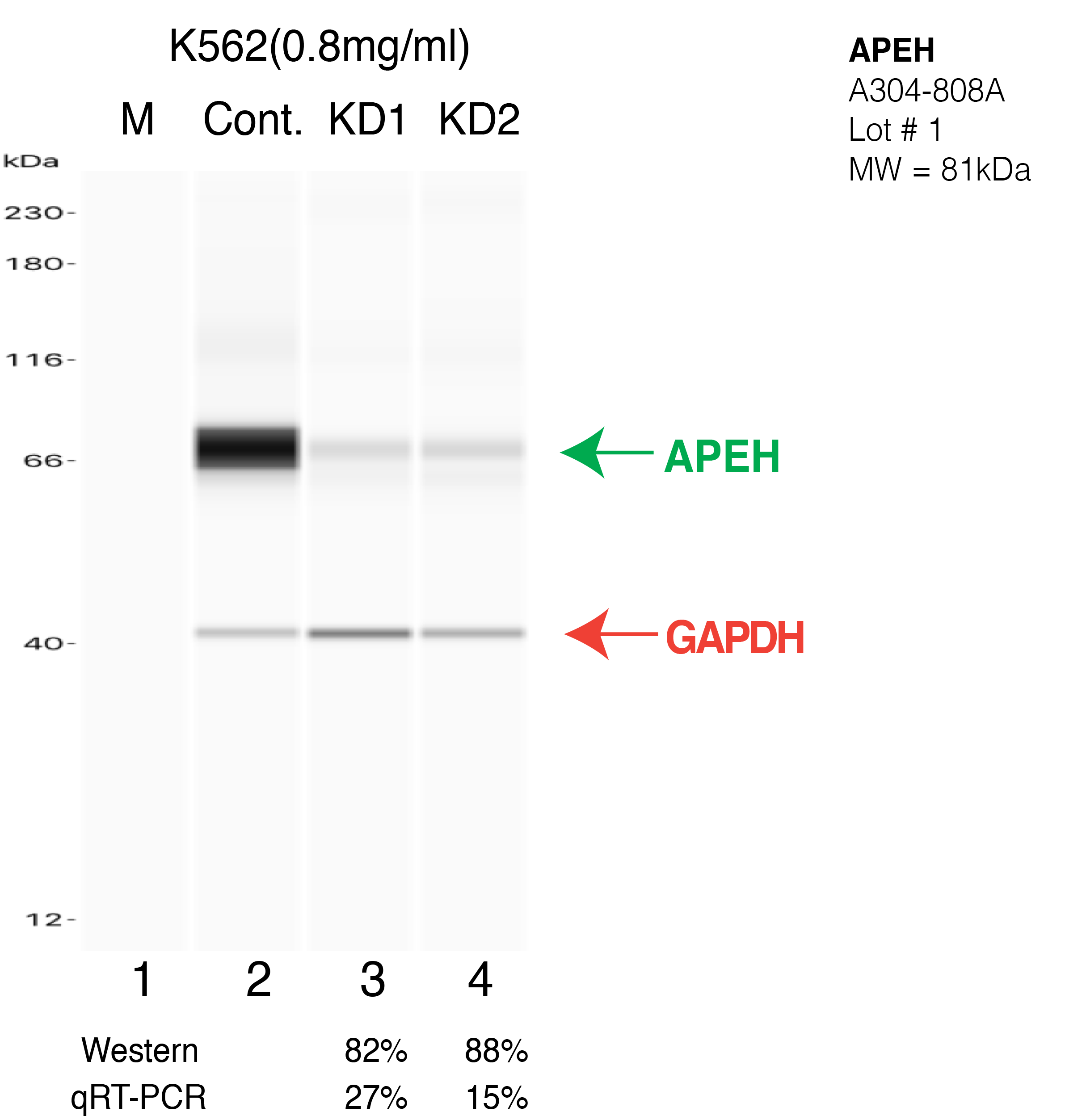 APEH-K562-CRISPR-A304-808A.png<br>Caption: Western blot following CRISPR against APEH in K562 whole cell lysate using APEH specific antibody. Lane 1 is a ladder, lane 2 is K562 non-targeting control knockdown, lane 3 and 4 are two different CRISPR against APEH. APEH protein appears as the green arrow, GAPDH serves as a control and appears in red arrow.