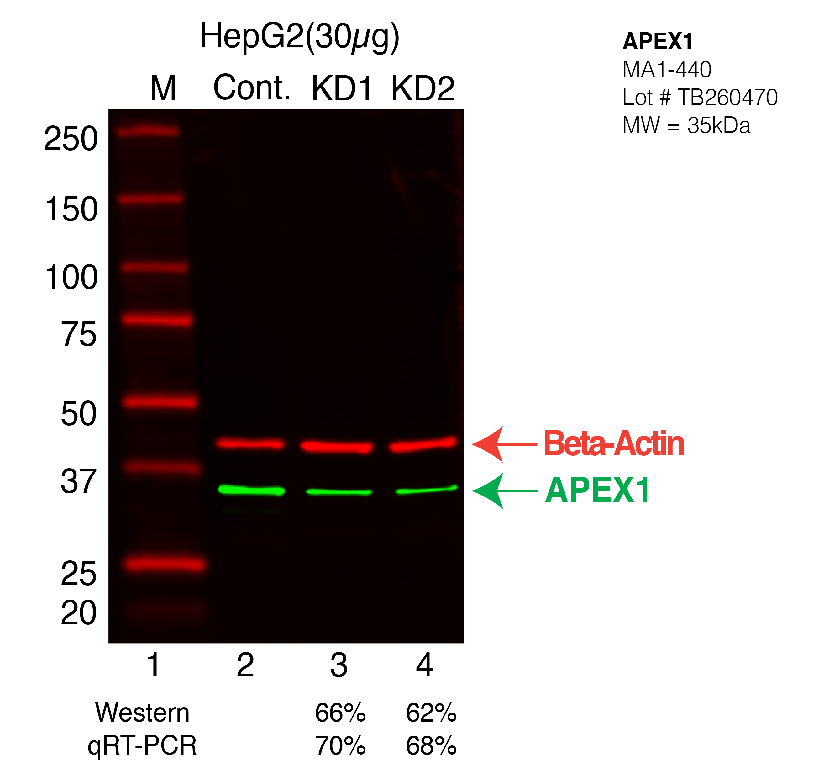 APEX1-HepG2-CRISPR.png<br>Caption: Western blot following CRISPR against APEX1 in HepG2 whole cell lysate using APEX1 specific antibody. Lane 1 is a ladder, lane 2 is HepG2 non-targeting control knockdown, lane 3 and 4 are two different CRISPR against APEX1. APEX1 protein appears as the green arrow, Beta-actin serves as a control and appears in red arrow.